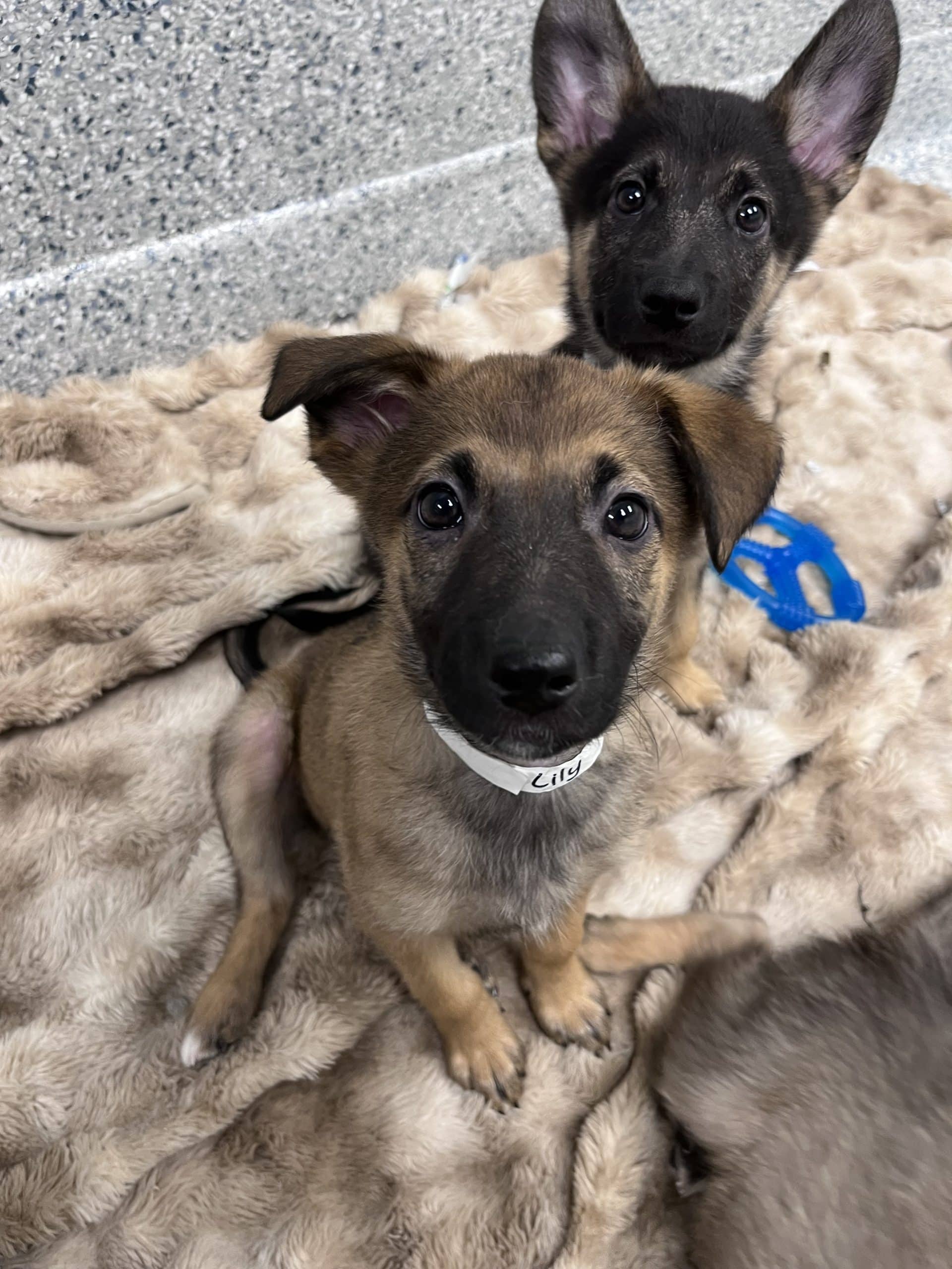 Lily - Medium-large breed x available for adoption