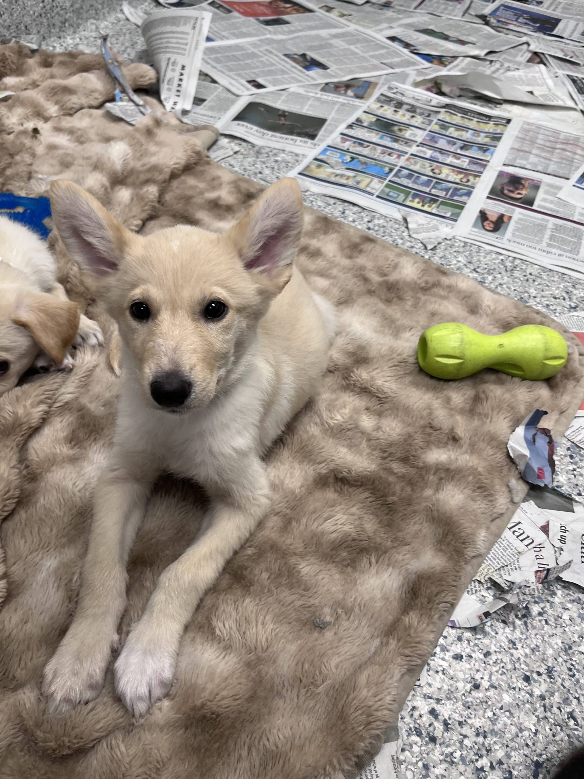 Claire - Medium-large breed x available for adoption