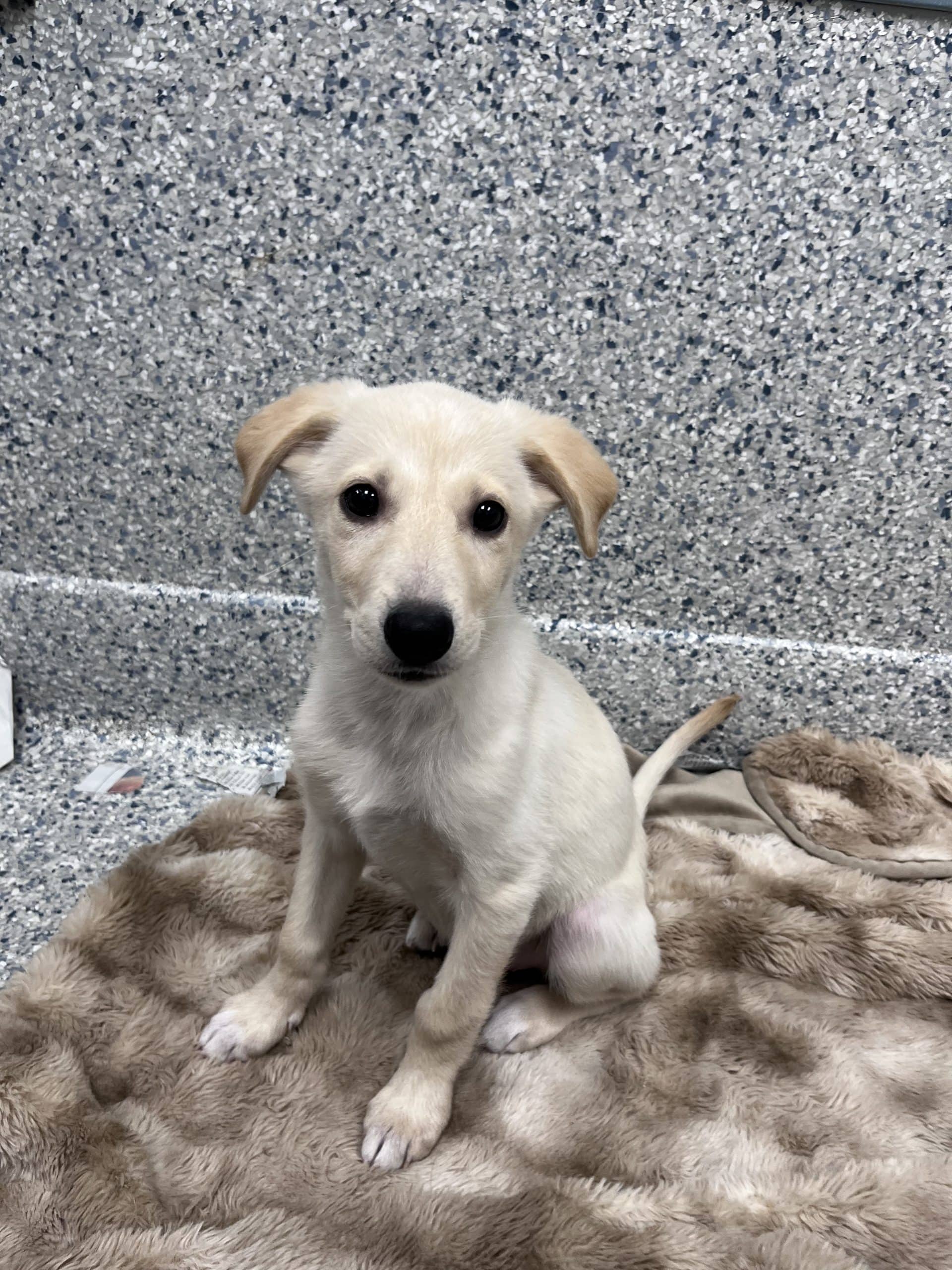 Gloria - Medium-large breed x available for adoption