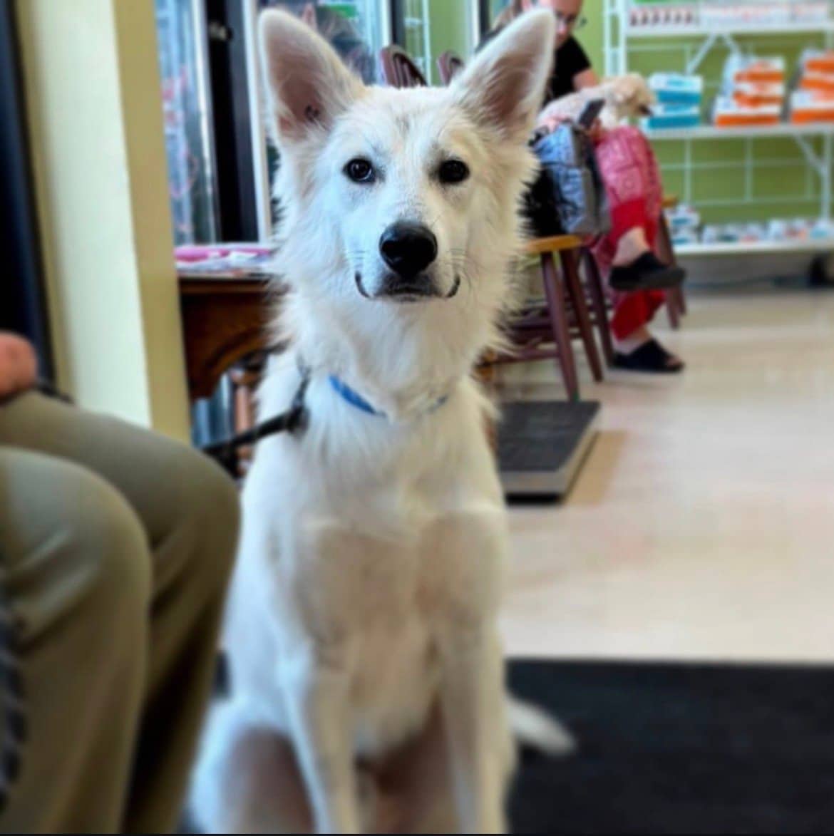 Lucas - Husky x available for adoption in Calgary