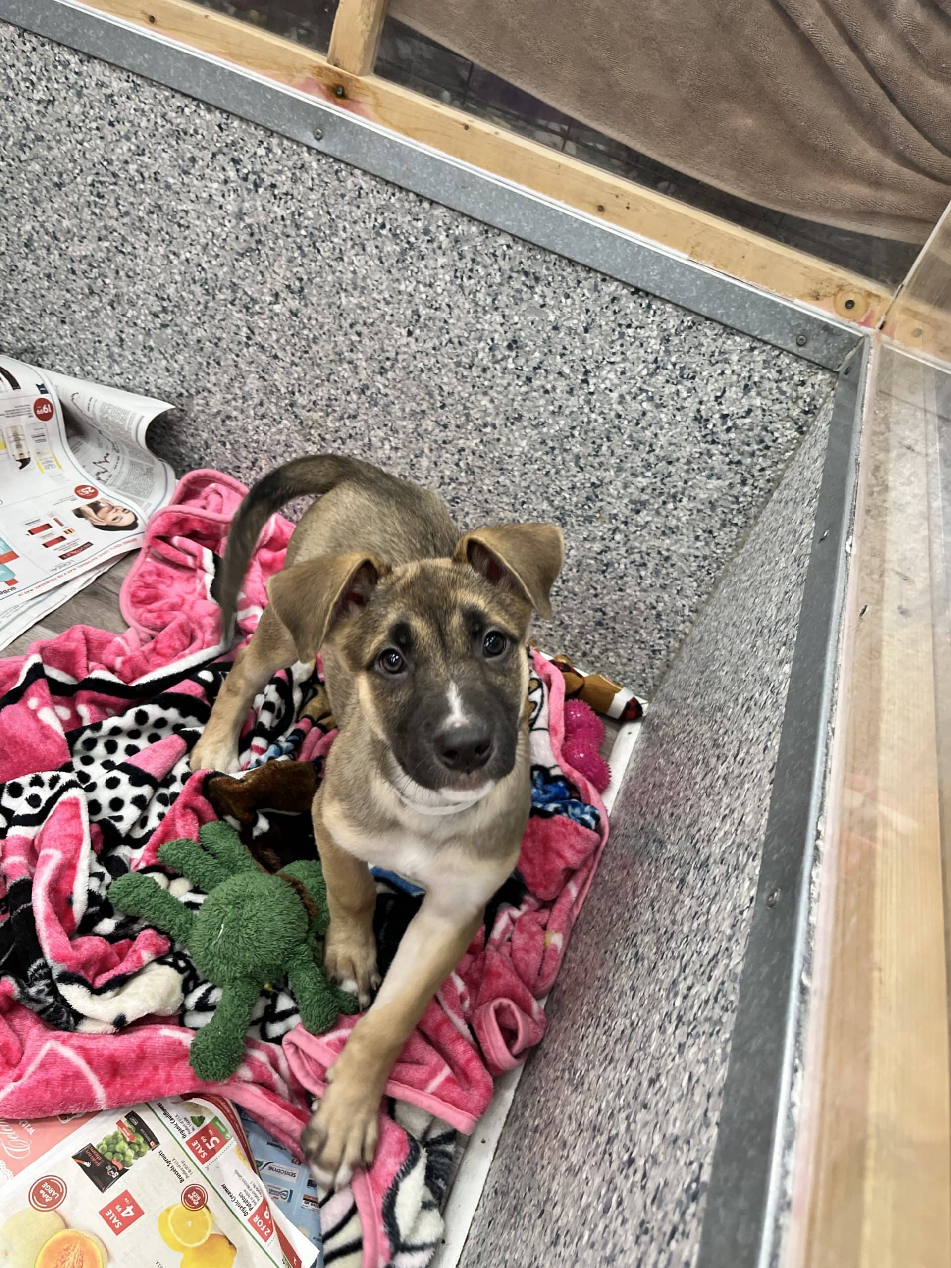 Calypso - Shepherd x available for adoption
