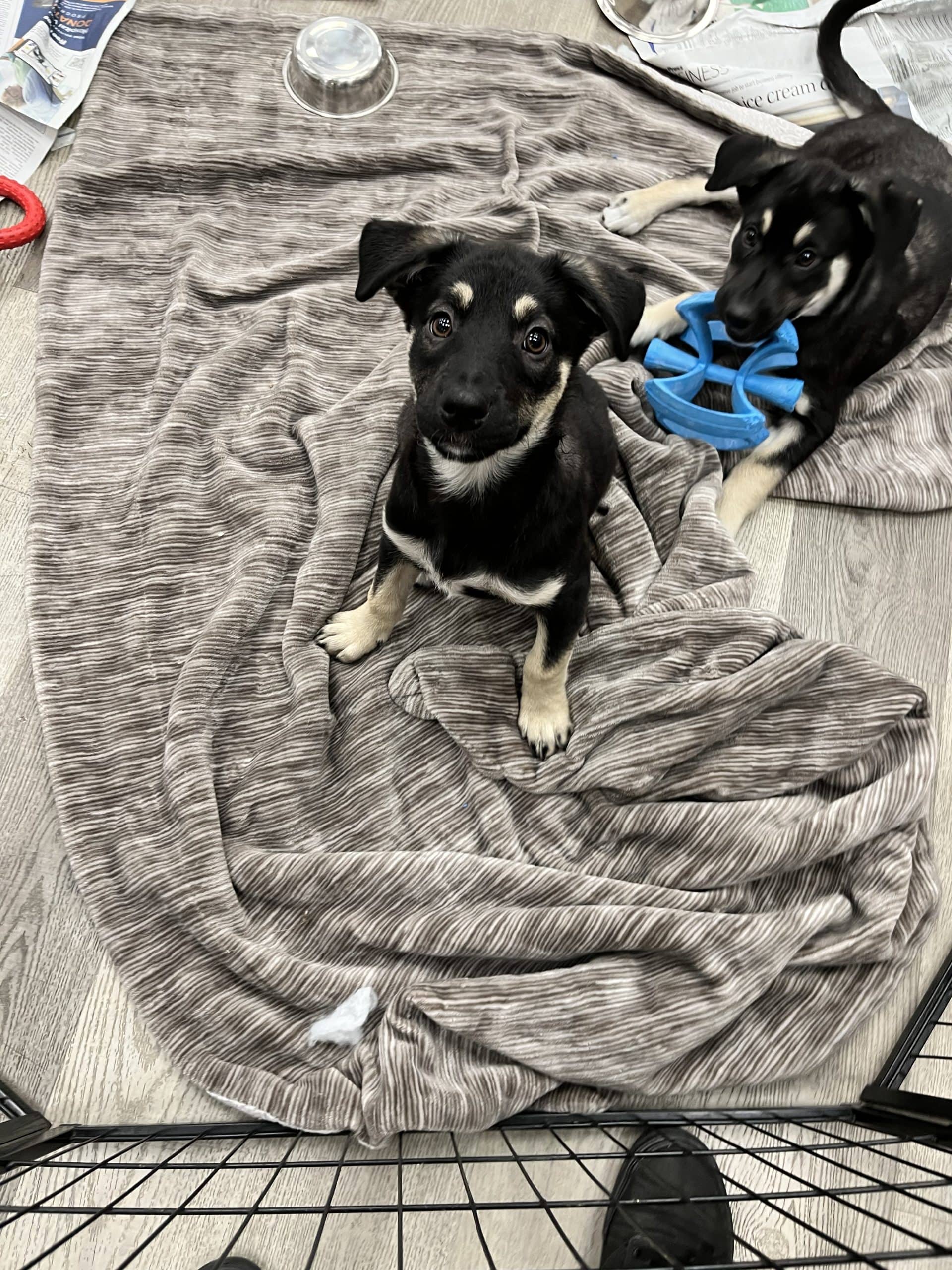 Amy - Shepherd x available for adoption at Winnipeg Pet Rescue Shelter in Winnipeg