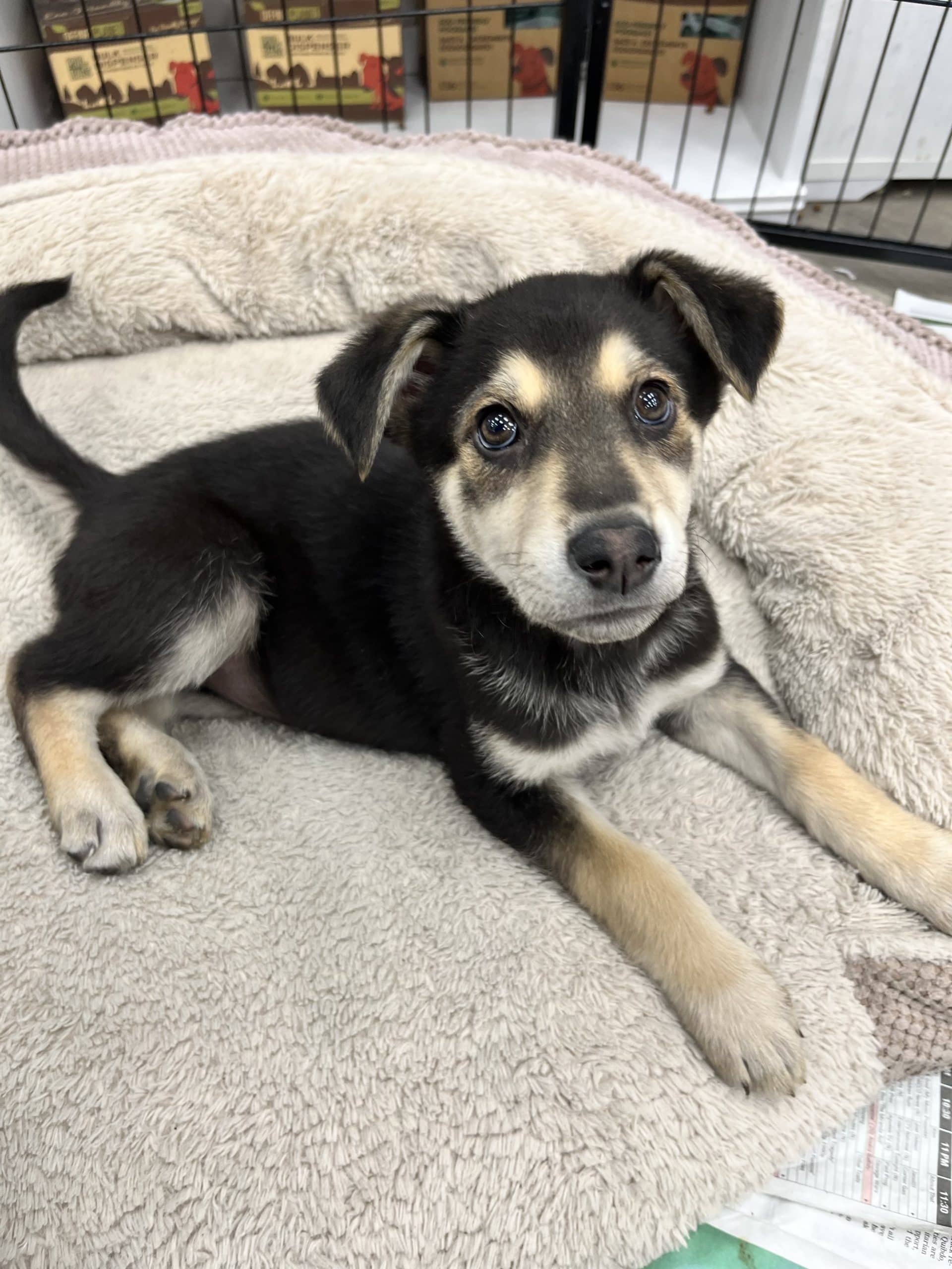 LL Drool J - Large breed mix available for adoption at Winnipeg Pet Rescue Shelter in Winnipeg