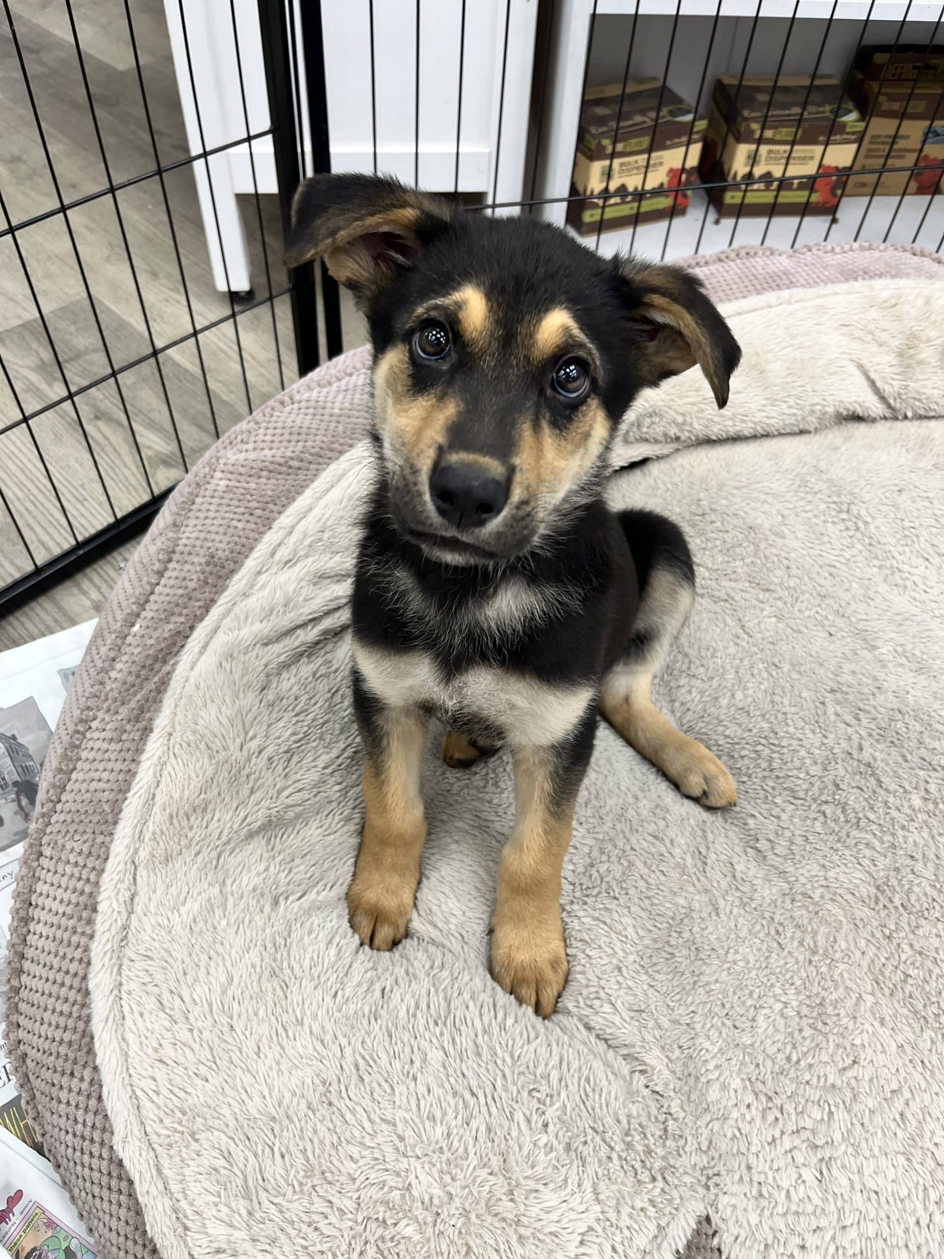 50-Scent - Large breed mix available for adoption at Winnipeg Pet Rescue Shelter in Winnipeg