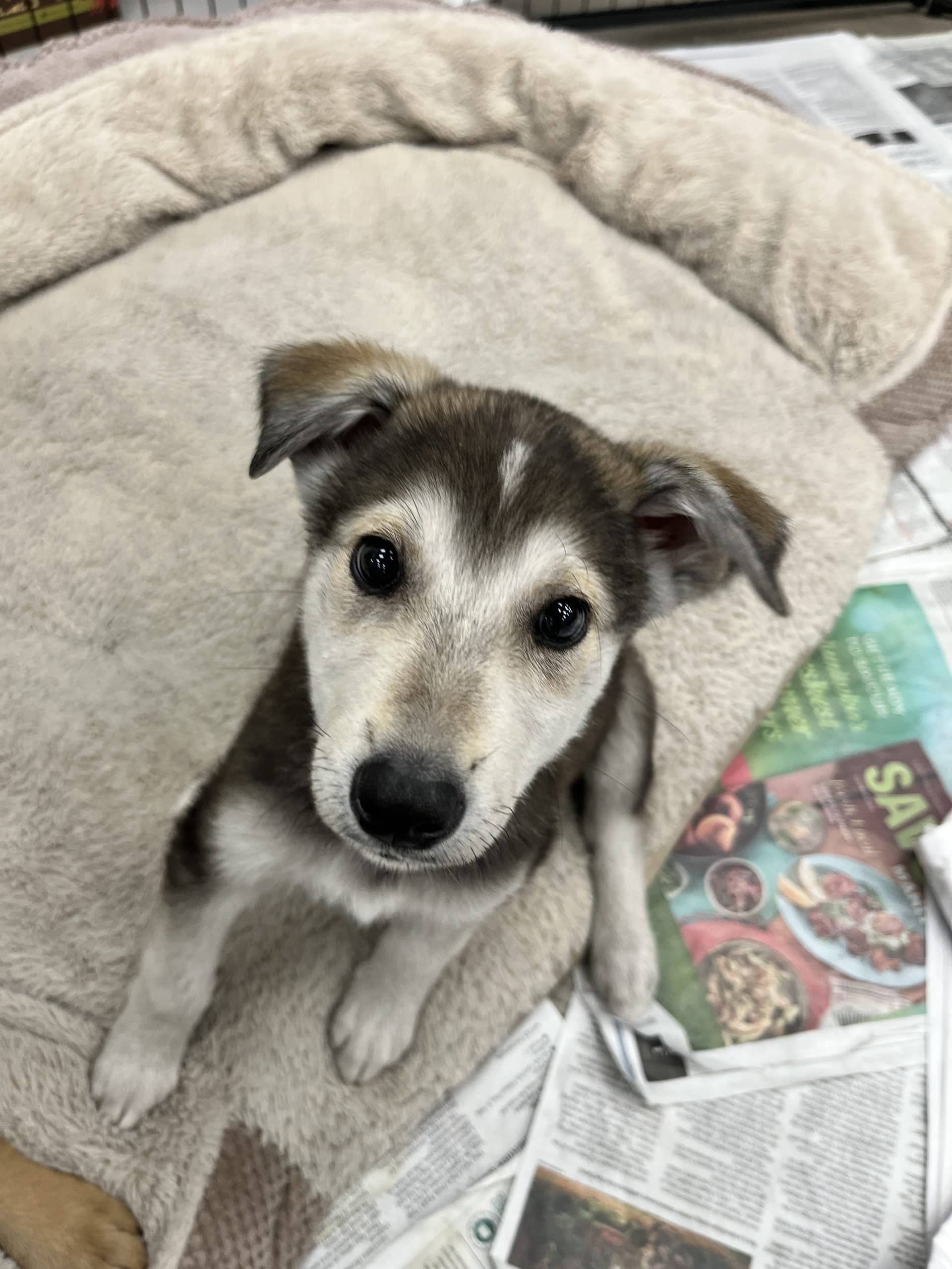 Fleetwood Mutt - Large breed mix available for adoption at Winnipeg Pet Rescue Shelter in Winnipeg