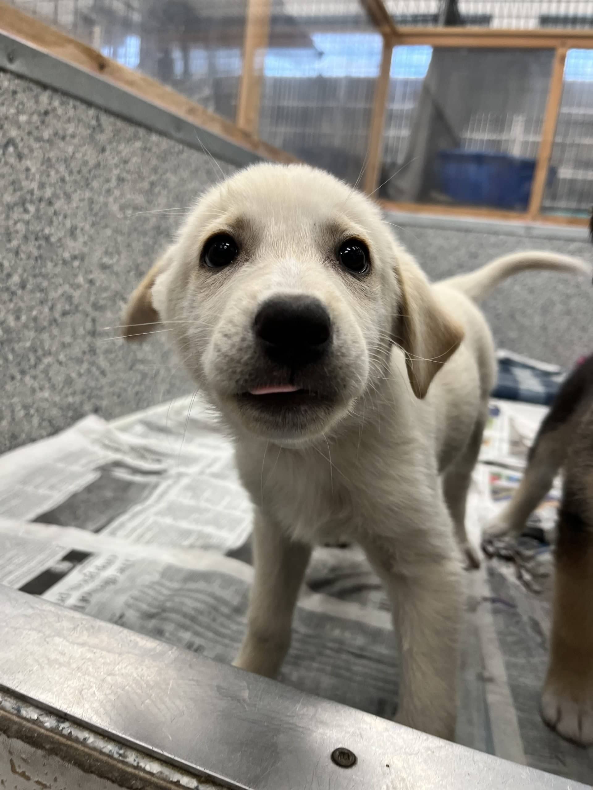 Katy Pawry - Large breed mix available for adoption at Winnipeg Pet Rescue Shelter in Winnipeg