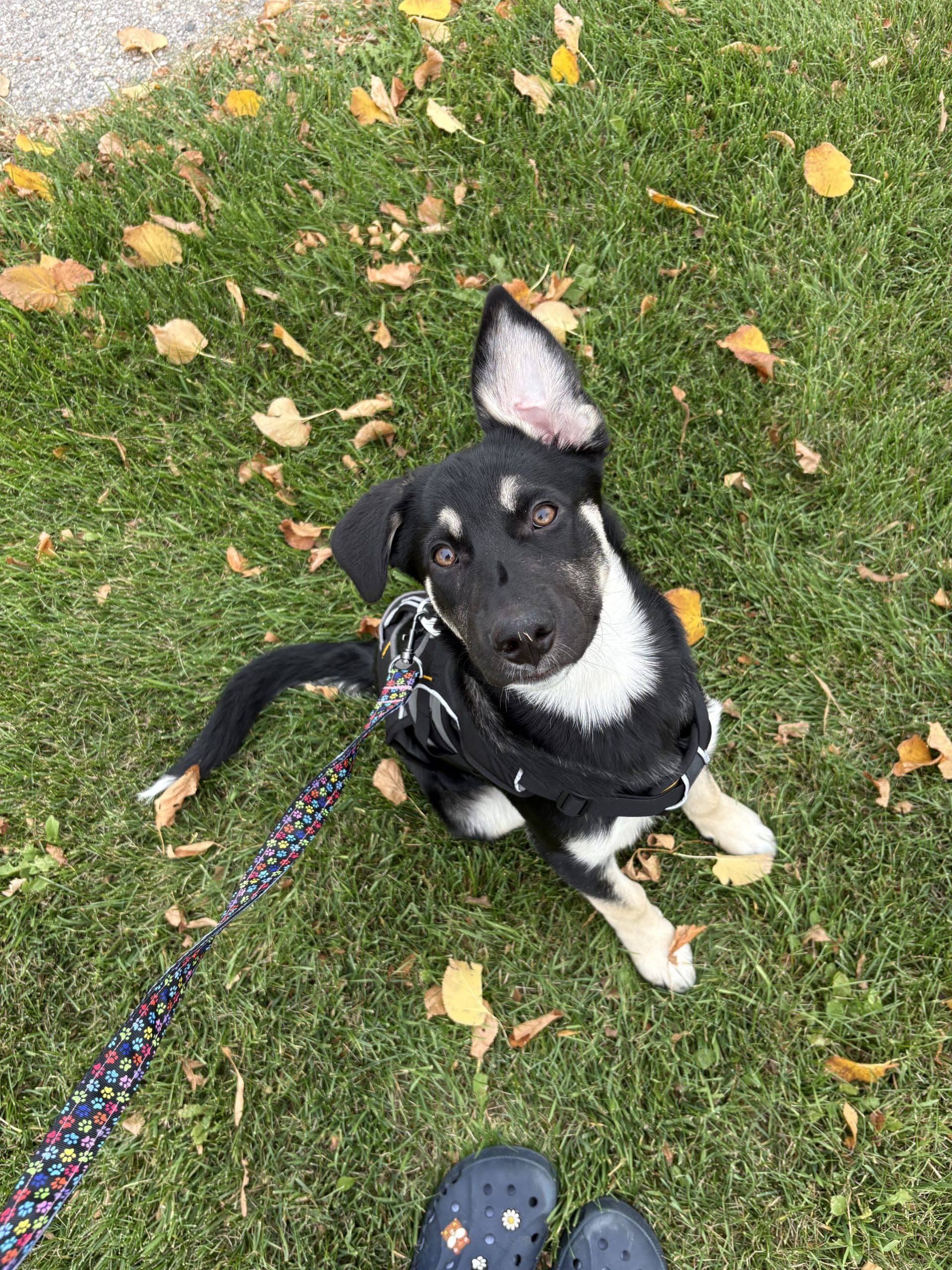 Gina - Shepherd x available for adoption at Winnipeg Pet Rescue Shelter in Winnipeg