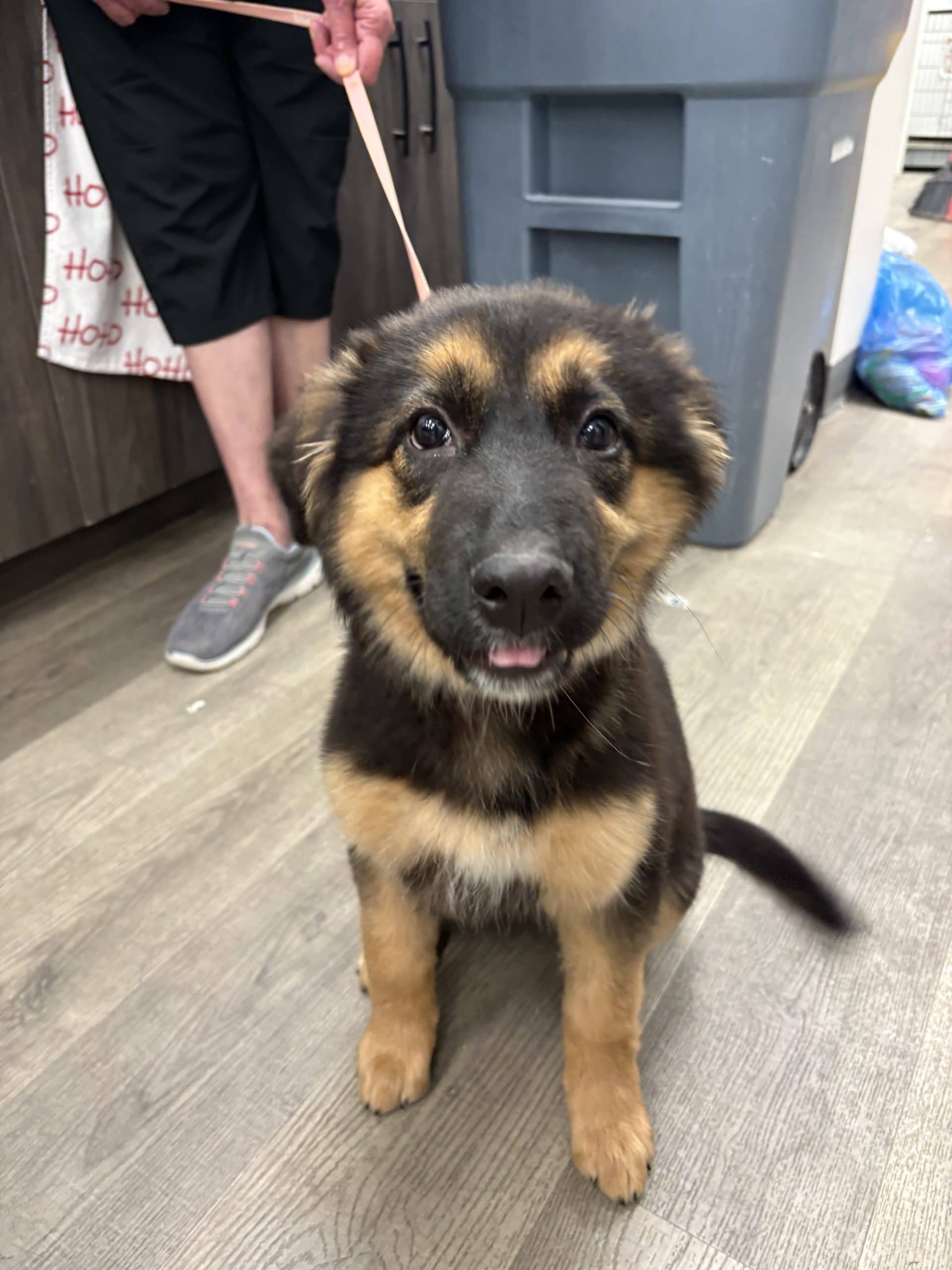 Nala - Shepherd x available for adoption at Winnipeg Pet Rescue Shelter in Winnipeg