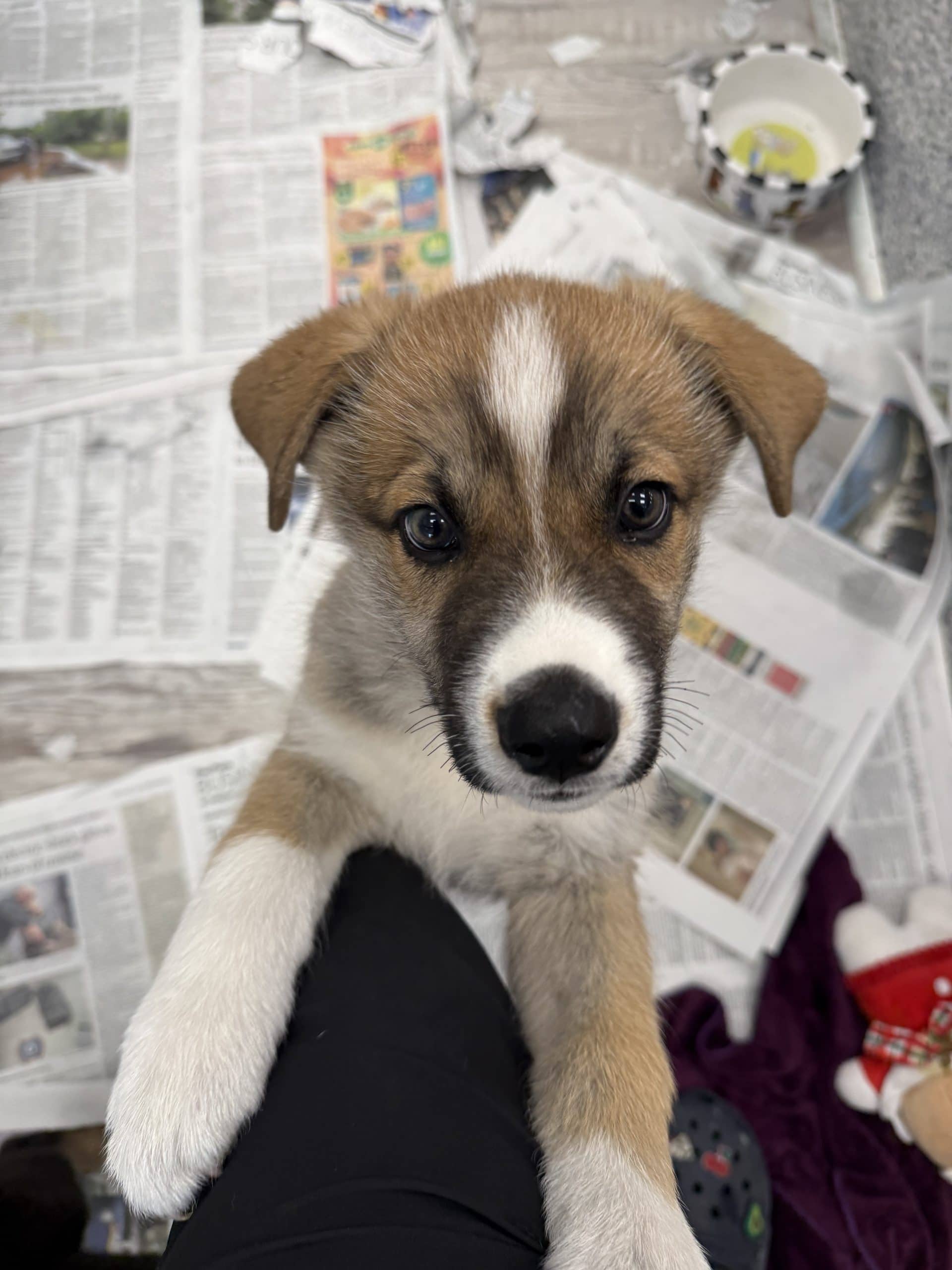 Randall - Large breed x available for adoption at Winnipeg Pet Rescue Shelter in Winnipeg
