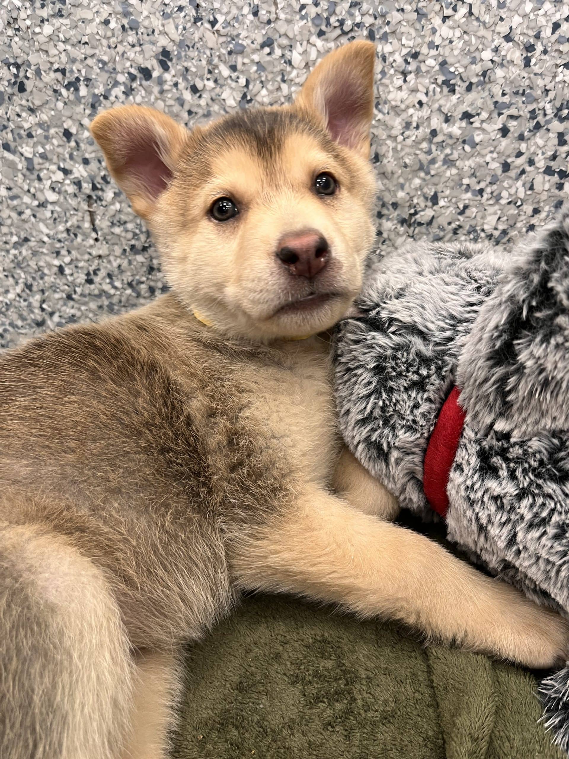Fuzzy Peach - Husky/shepherd x available for adoption at Winnipeg Pet Rescue Shelter in Winnipeg
