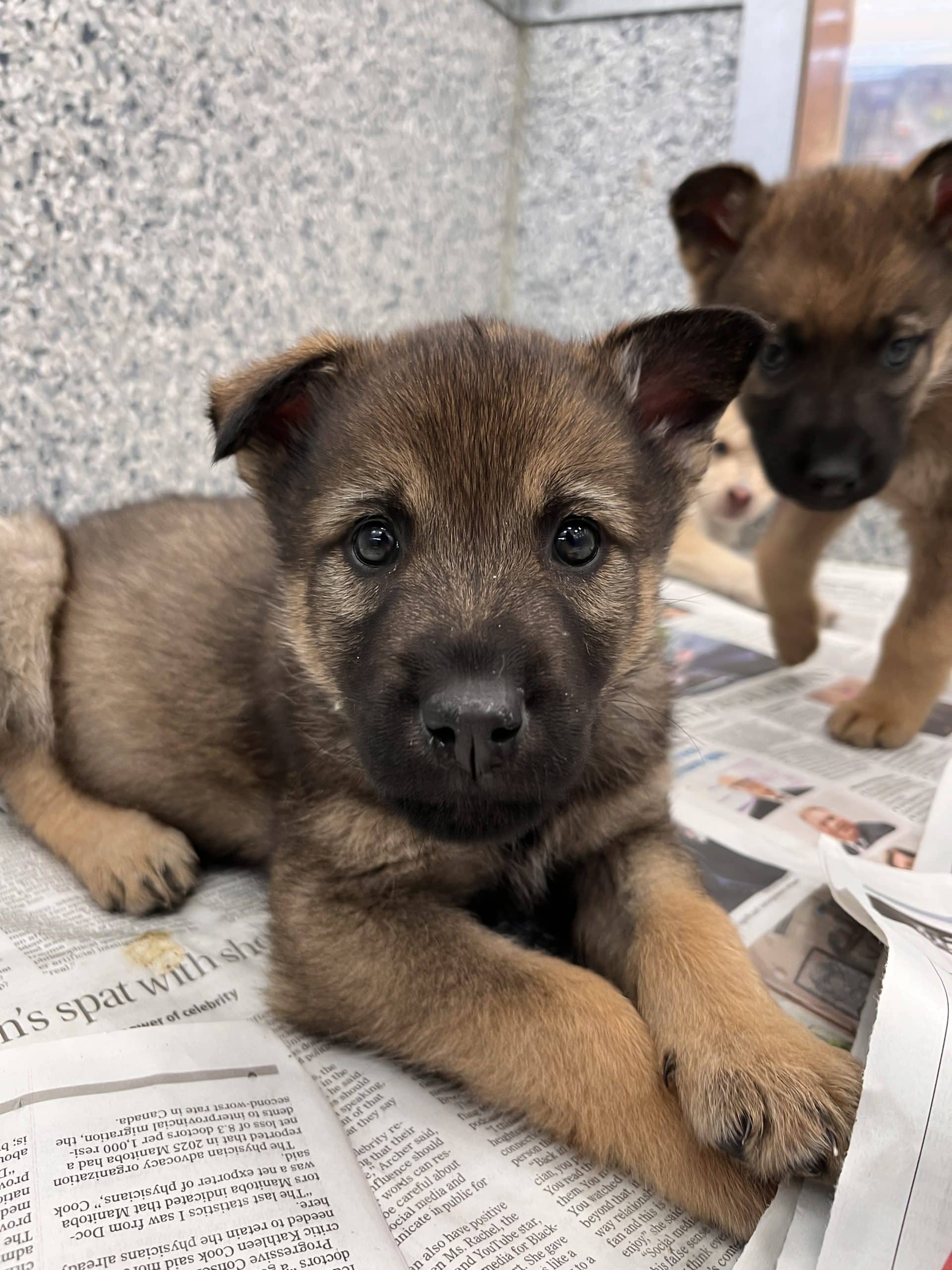 Maynard - Shepherd/husky x available for adoption