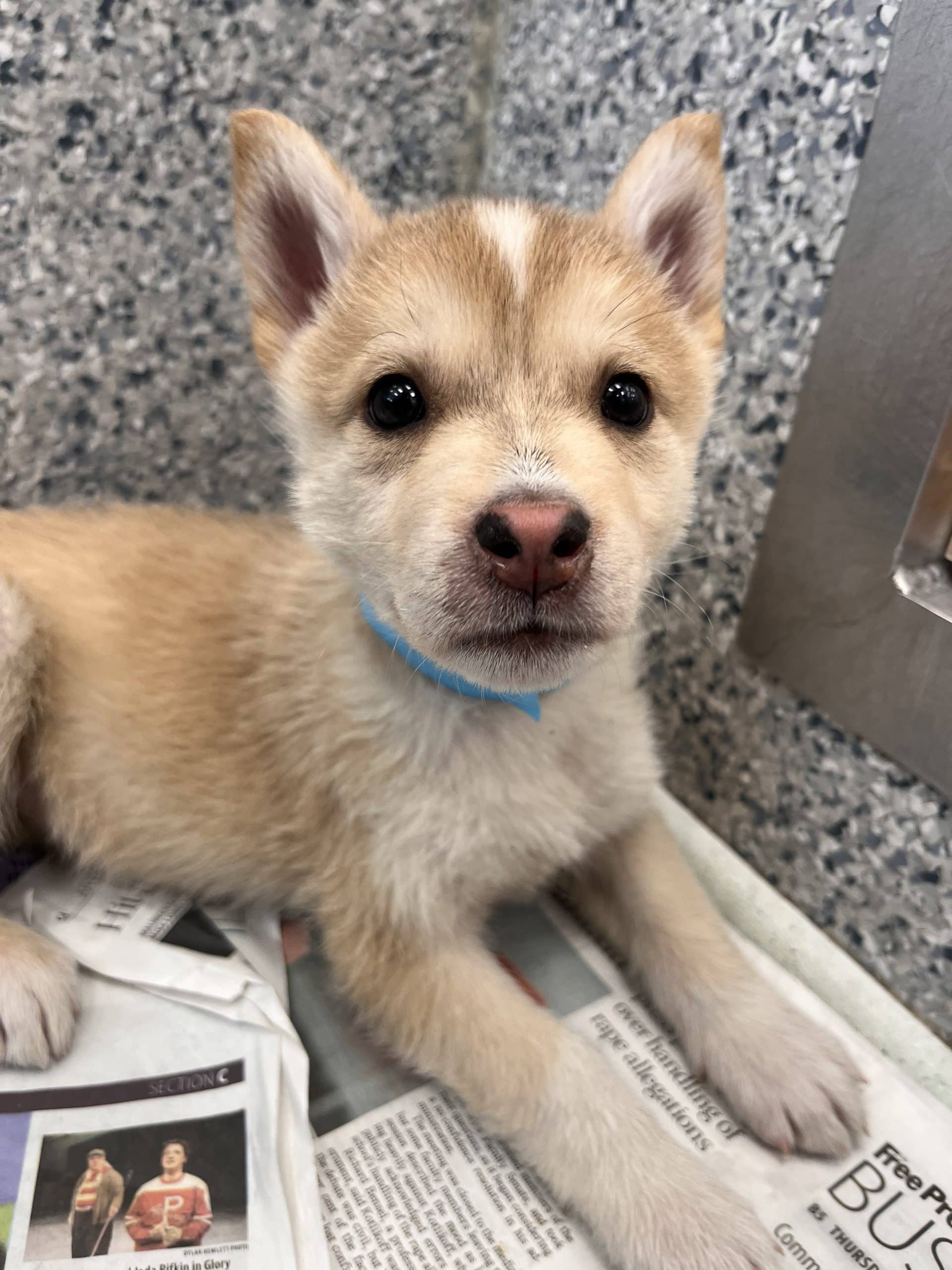 Swedish Berry - Husky/shepherd x available for adoption at Winnipeg Pet Rescue Shelter in Winnipeg