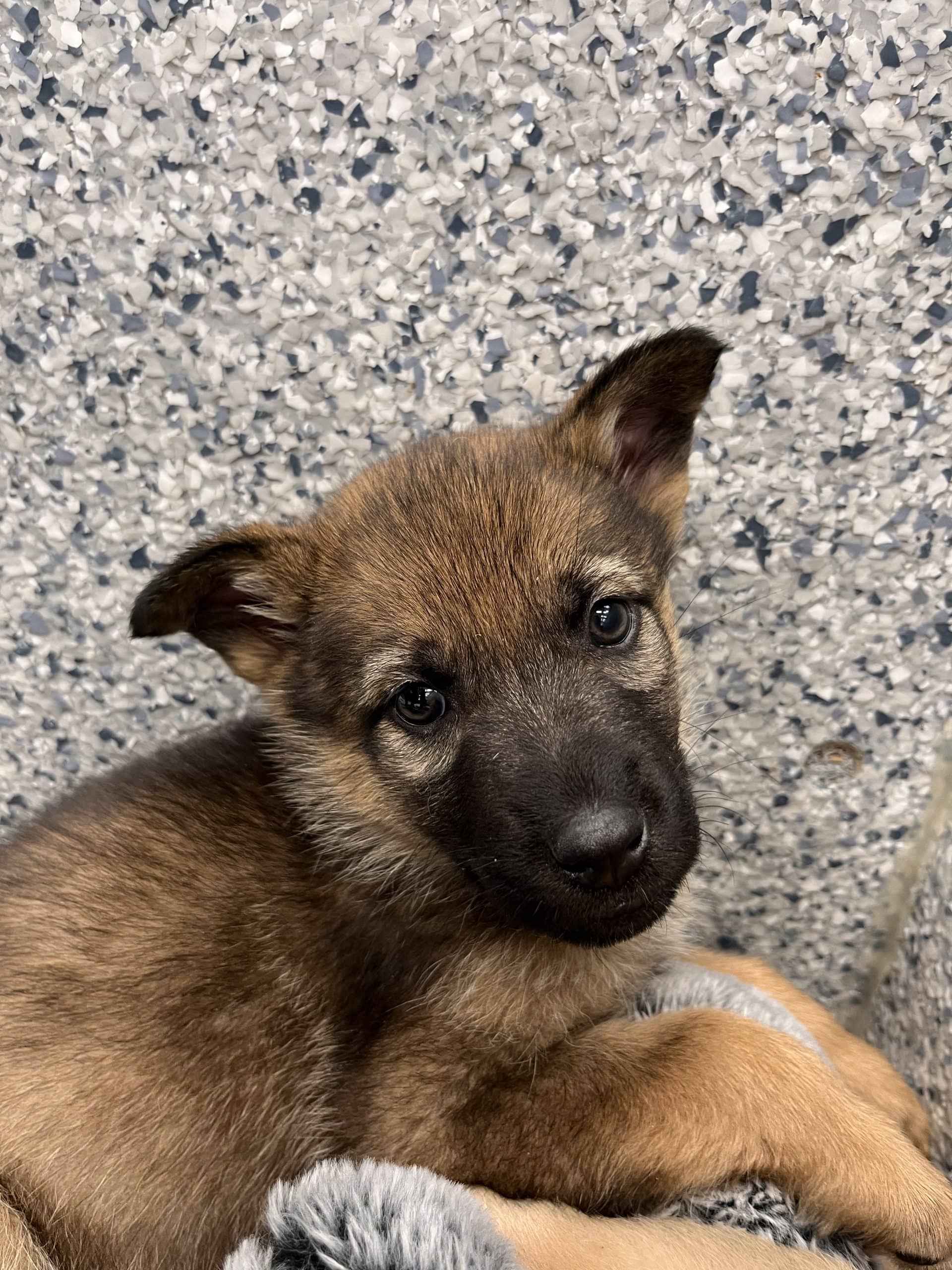 Cherry Blaster - Husky/shepherd x available for adoption at Winnipeg Pet Rescue Shelter in Winnipeg