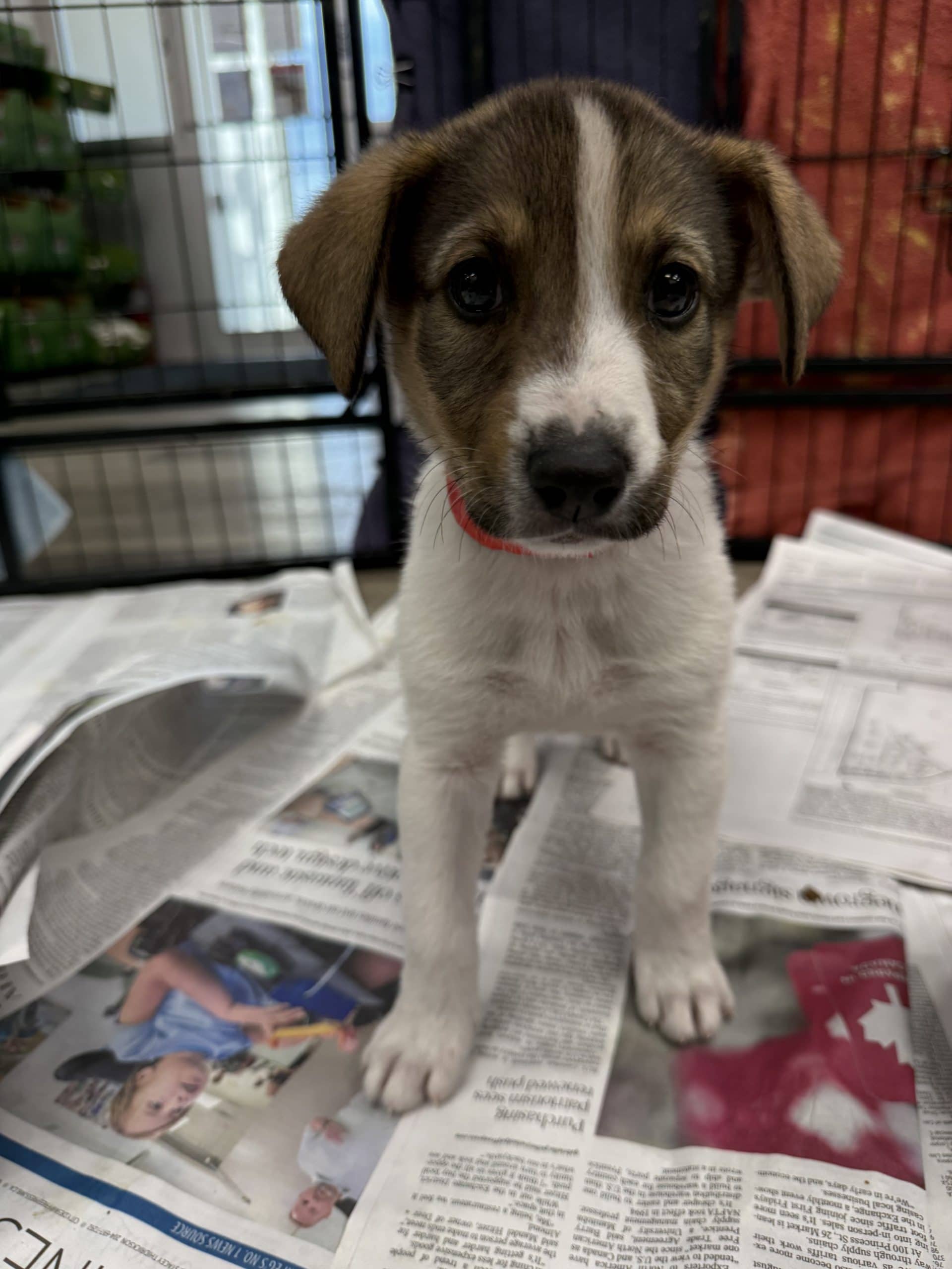 Rose - Large breed x available for adoption at Winnipeg Pet Rescue Shelter in Winnipeg