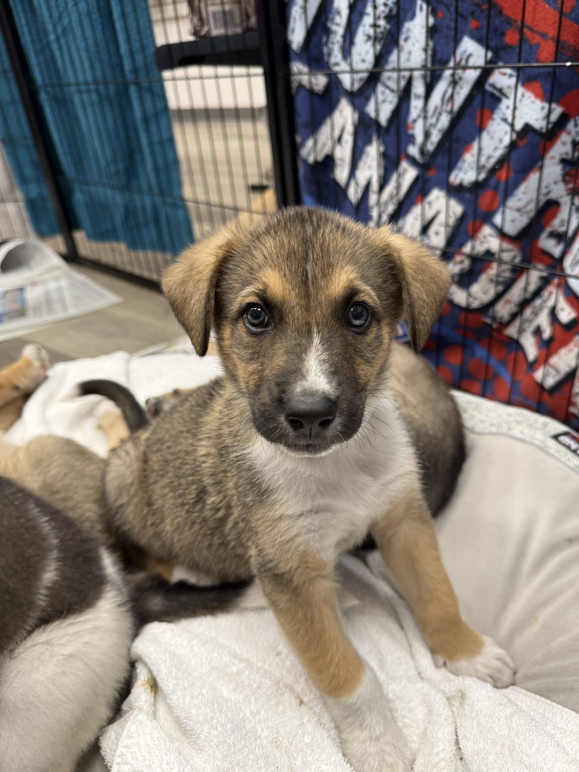 Dawson - Large breed x available for adoption at Winnipeg Pet Rescue Shelter in Winnipeg