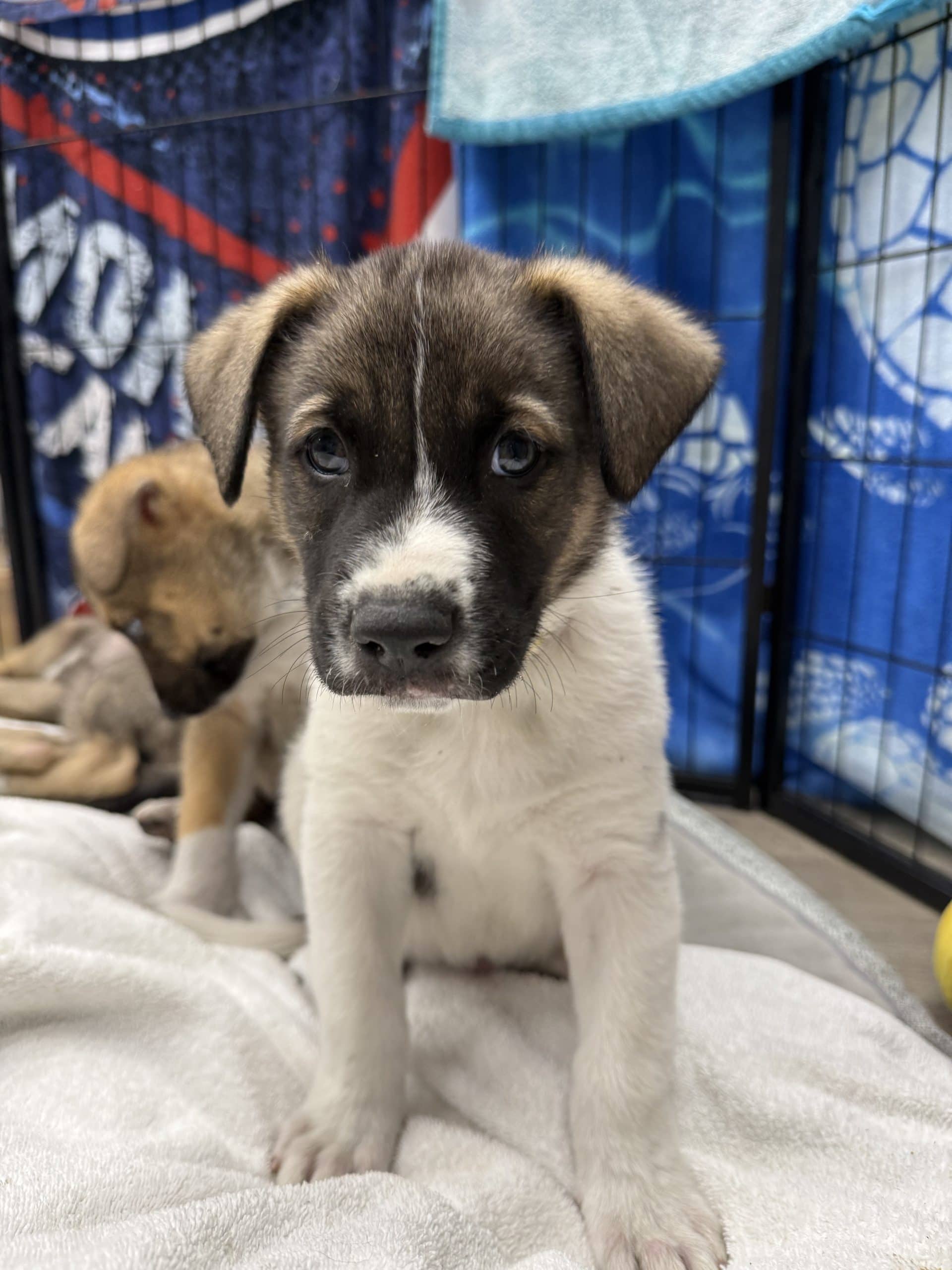 Jack - Large breed x available for adoption at Winnipeg Pet Rescue Shelter in Winnipeg