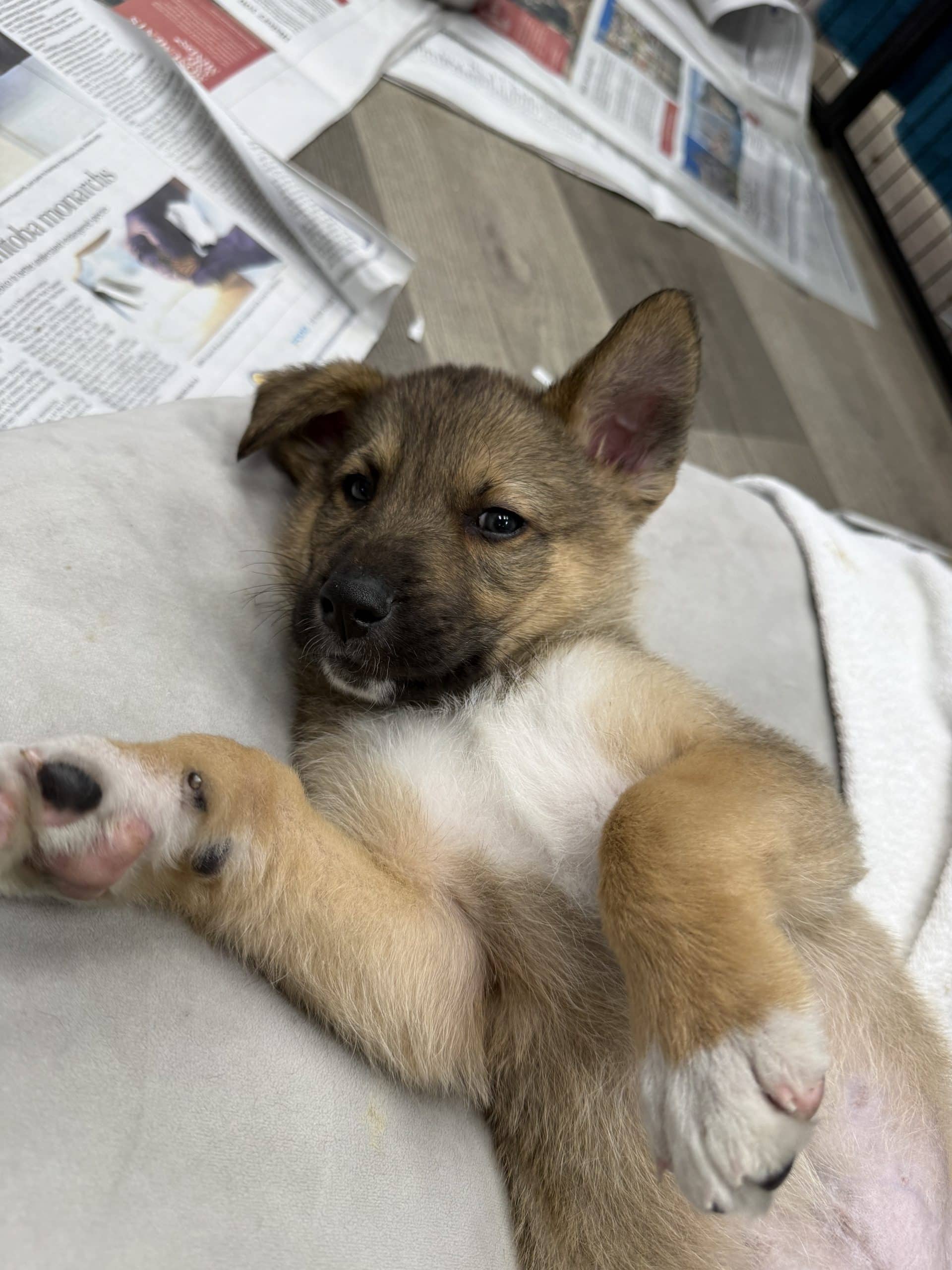Brock - Large breed x available for adoption at Winnipeg Pet Rescue Shelter in Winnipeg