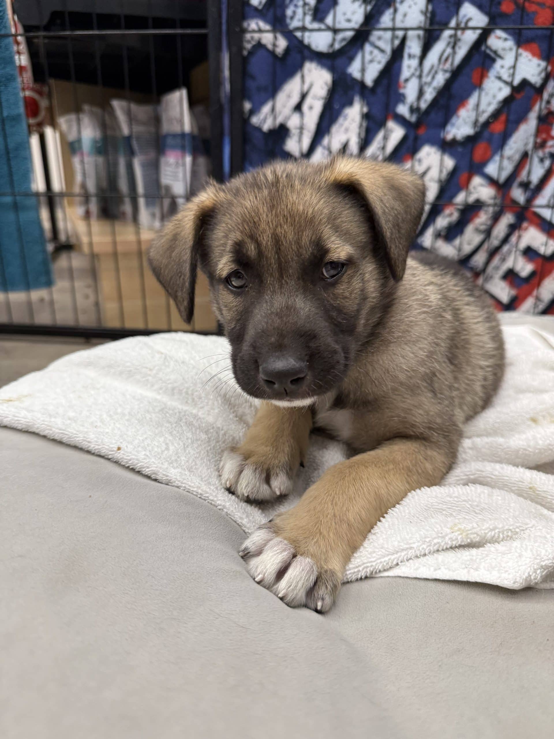 Margaret - Large breed x available for adoption at Winnipeg Pet Rescue Shelter in Winnipeg