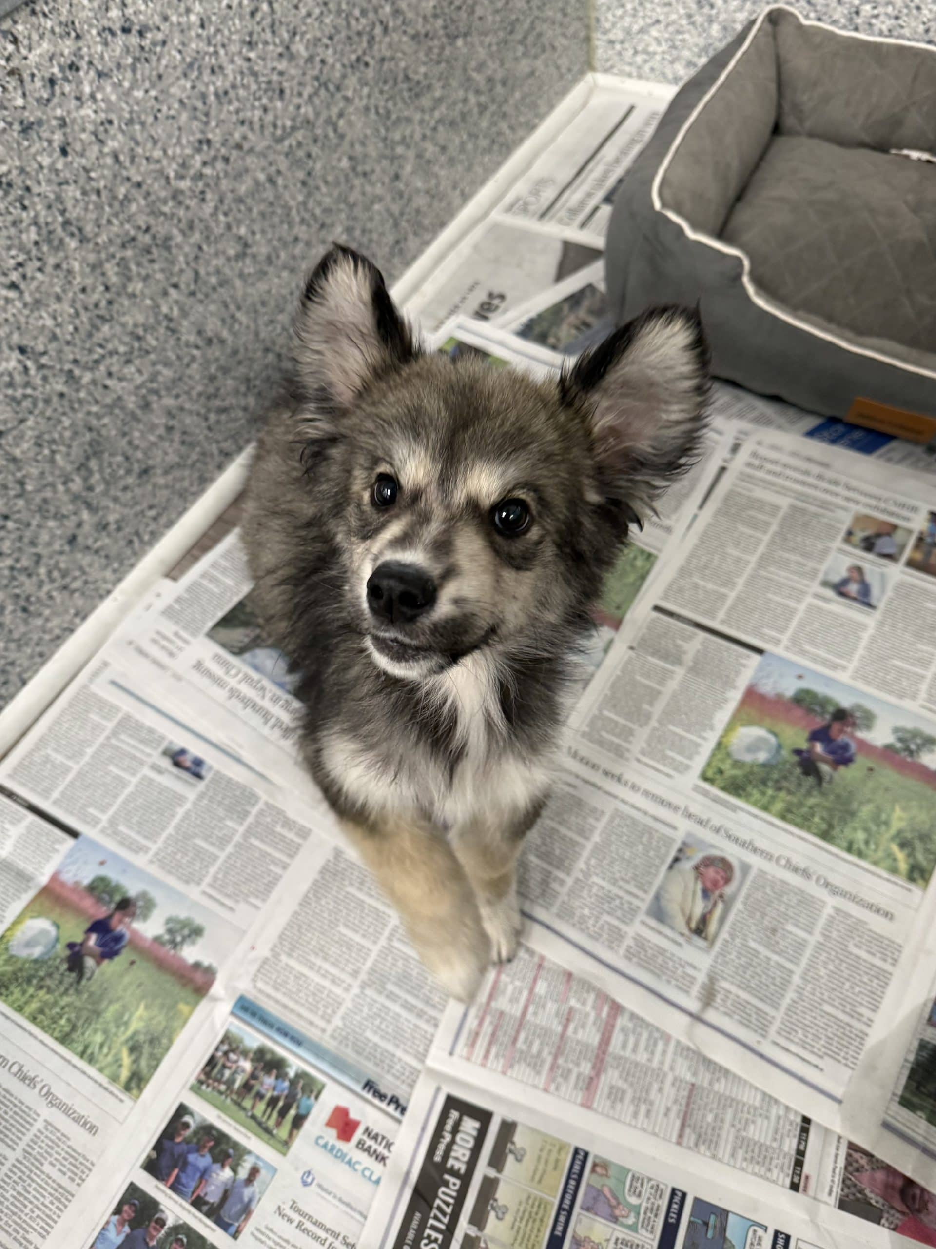 Koda - Husky x available for adoption at Winnipeg Pet Rescue Shelter in Winnipeg
