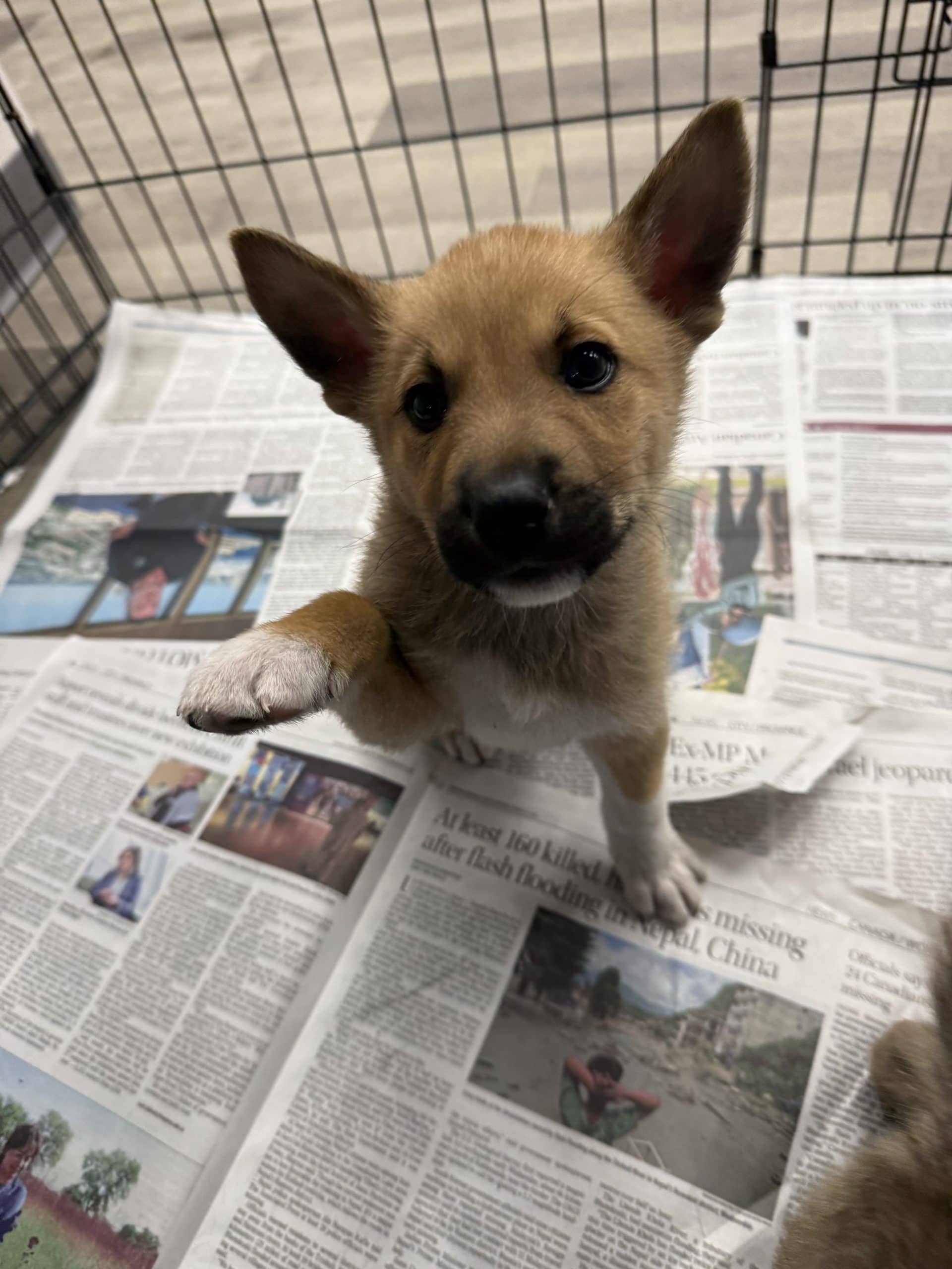Fox - Large breed x available for adoption at Winnipeg Pet Rescue Shelter in Winnipeg