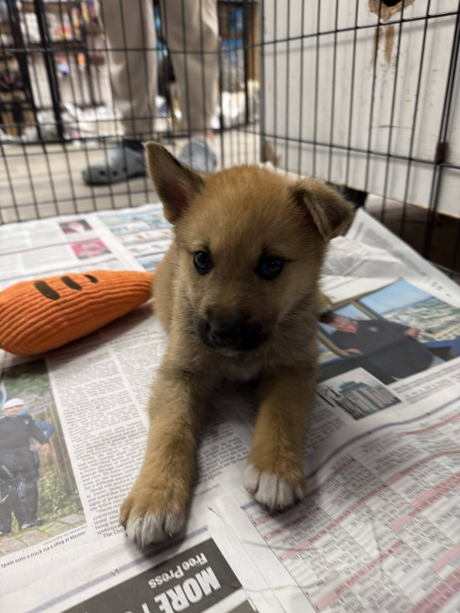 Bella - Large breed x available for adoption at Winnipeg Pet Rescue Shelter in Winnipeg