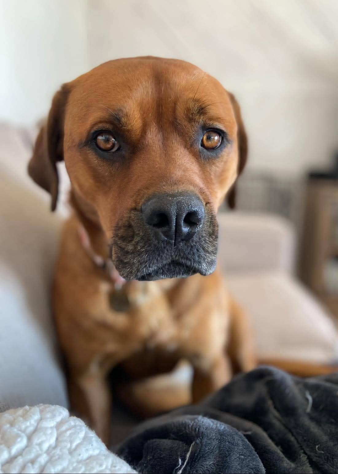 Cassia - Mixed breed available for adoption