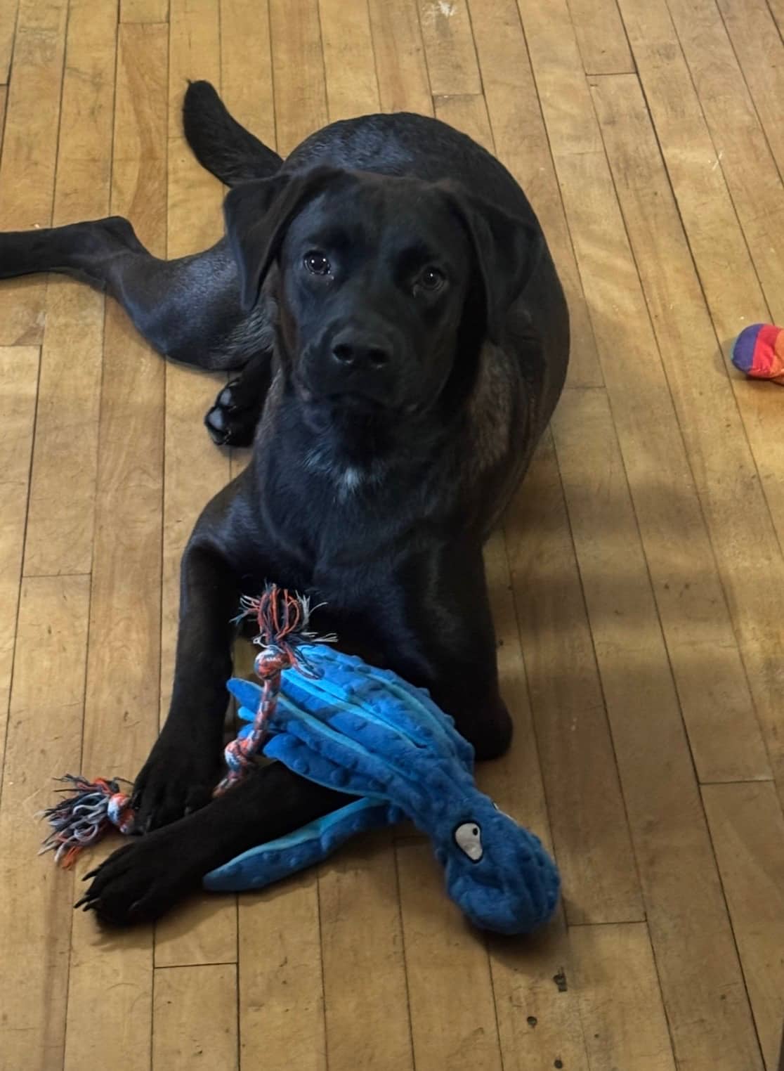 Raina - Lab/Bully mix available for adoption
