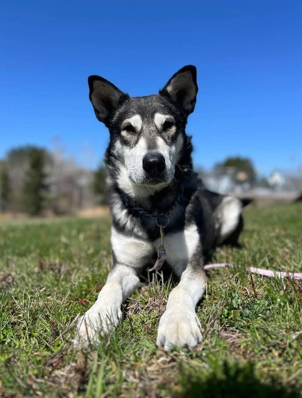 Bear - Husky mix available for adoption