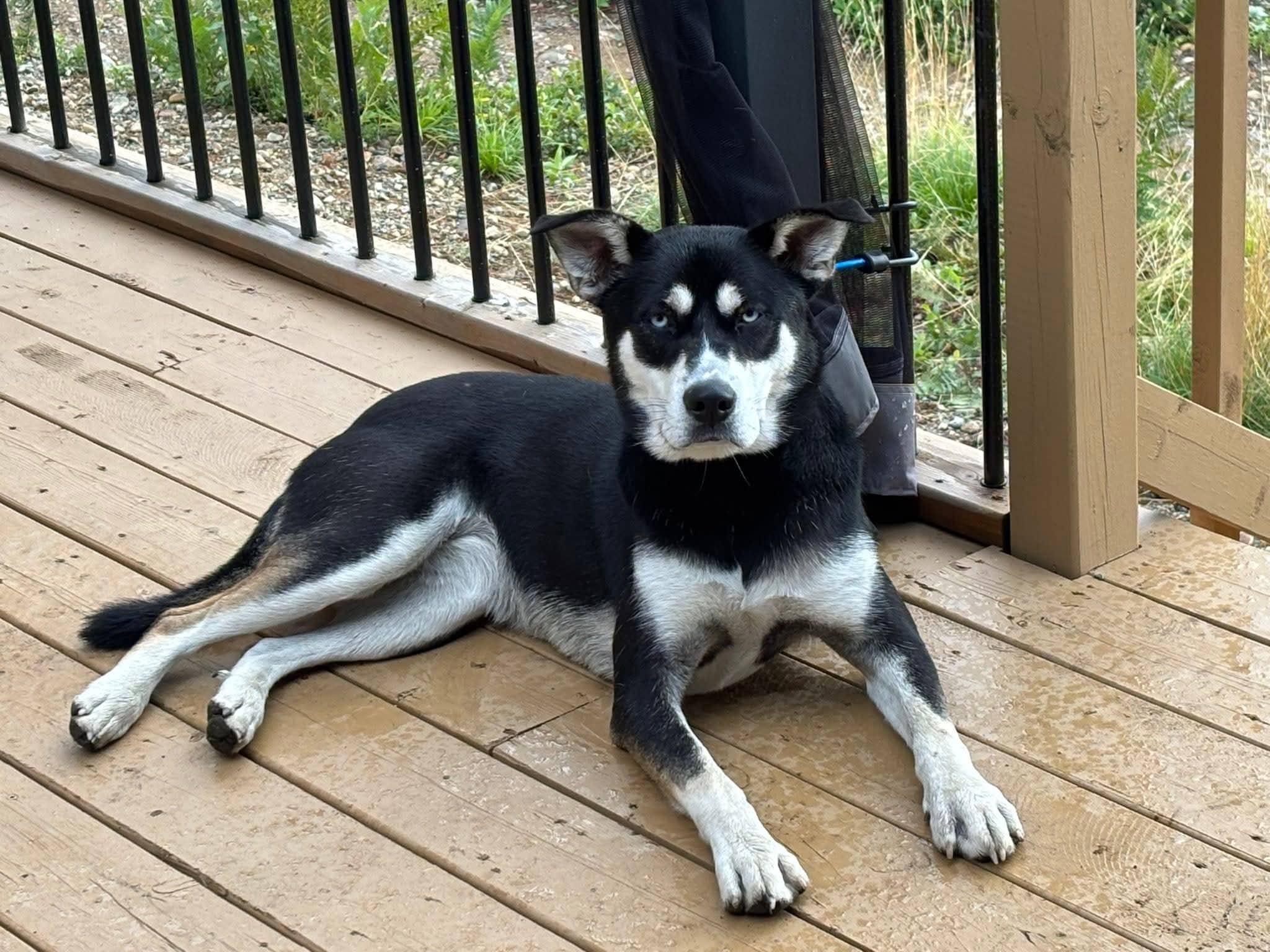 Ivy - Shep/Husky mix available for adoption