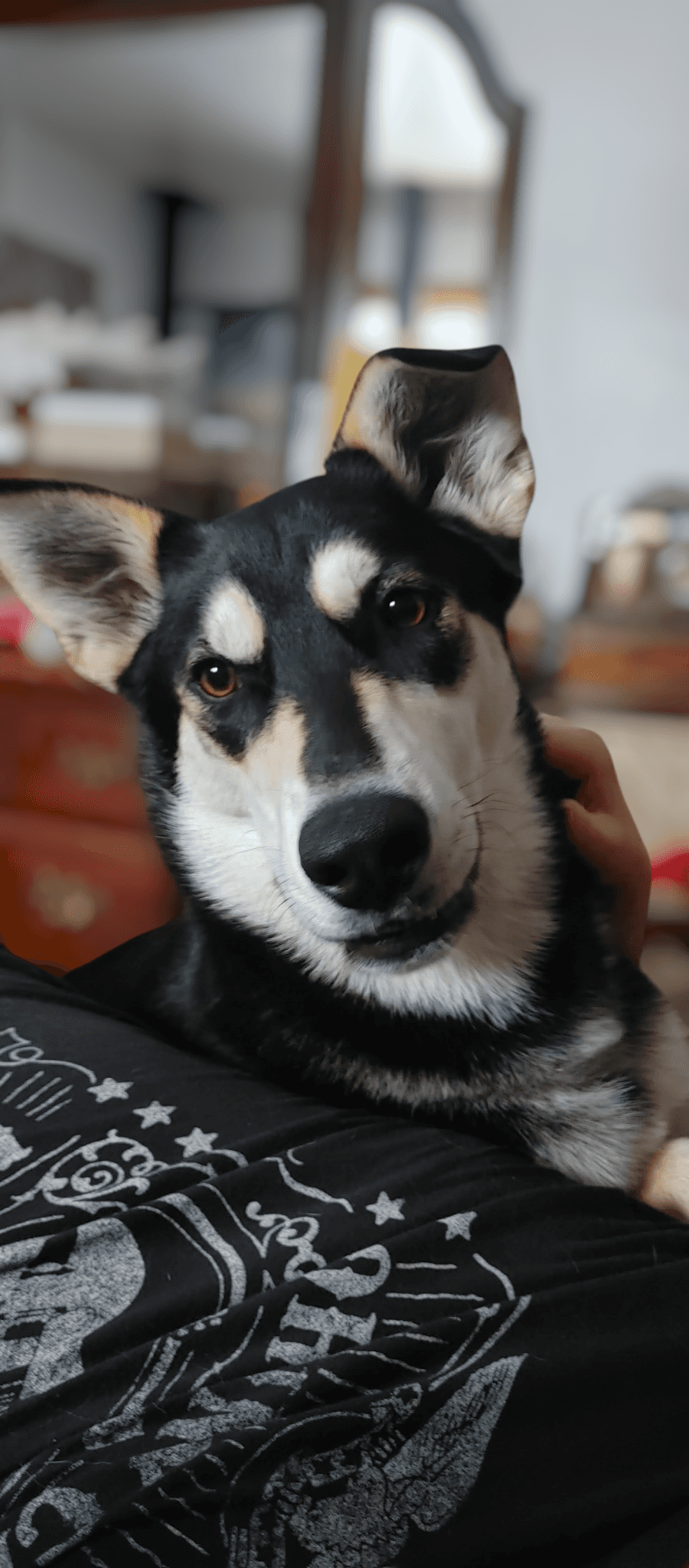Odin - Shepherd mix available for adoption