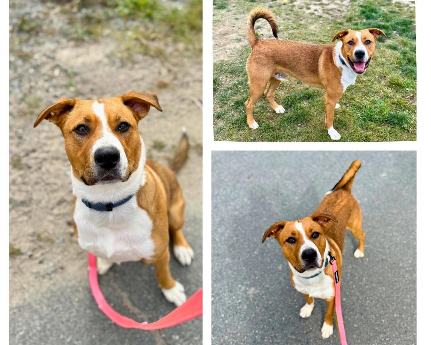 Hooch - Mixed breed available for adoption at Pet Save in Sudbury