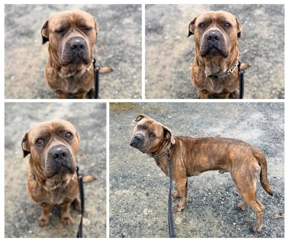 Charlie - Bully mix available for adoption