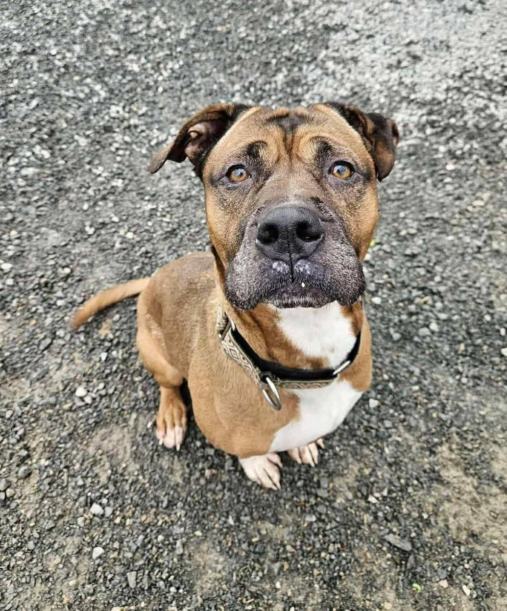 Ursa - Bully mix available for adoption at Pet Save in Sudbury
