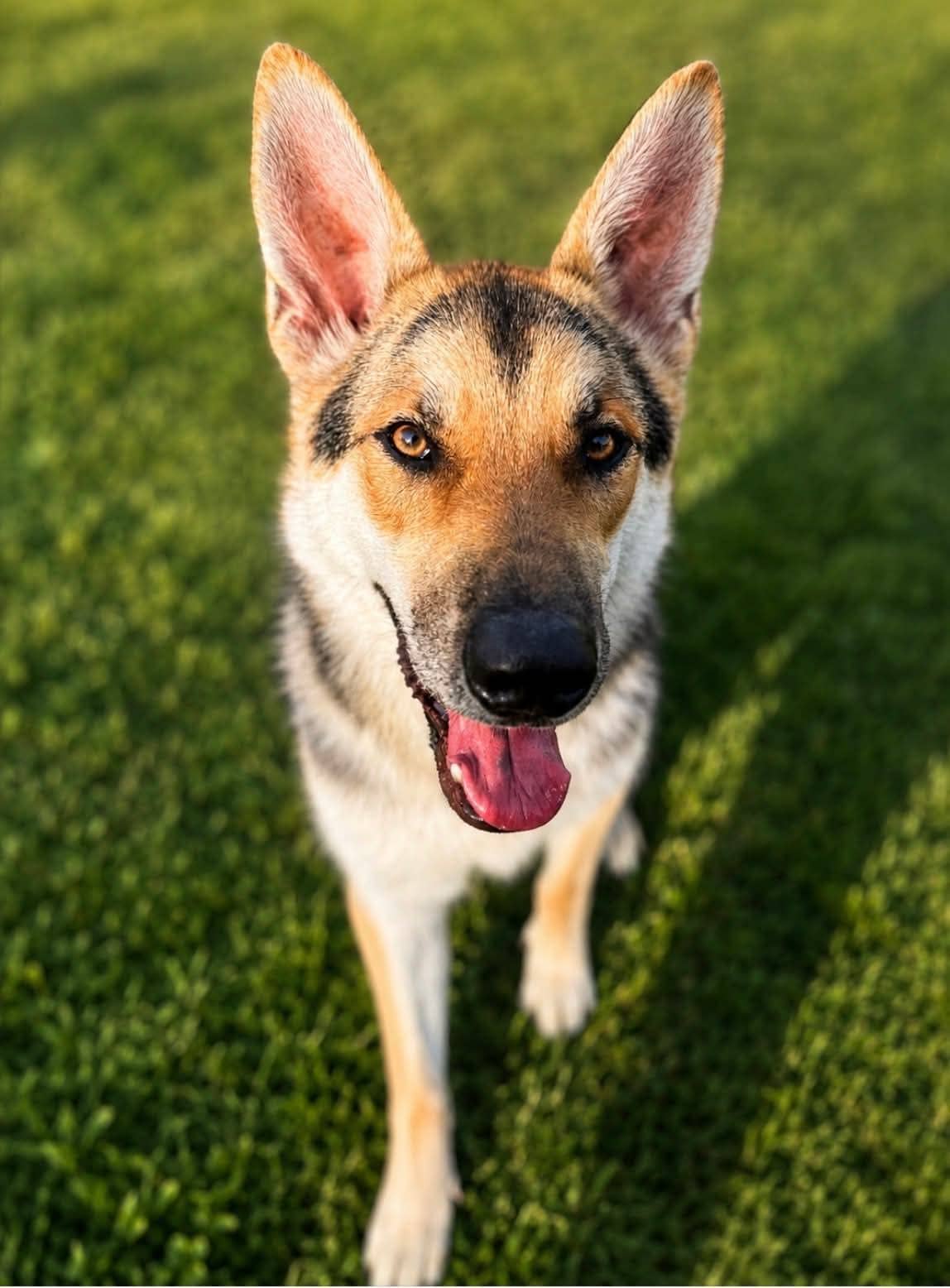 Cooper - Shepherd mix available for adoption at Pet Save in Sudbury