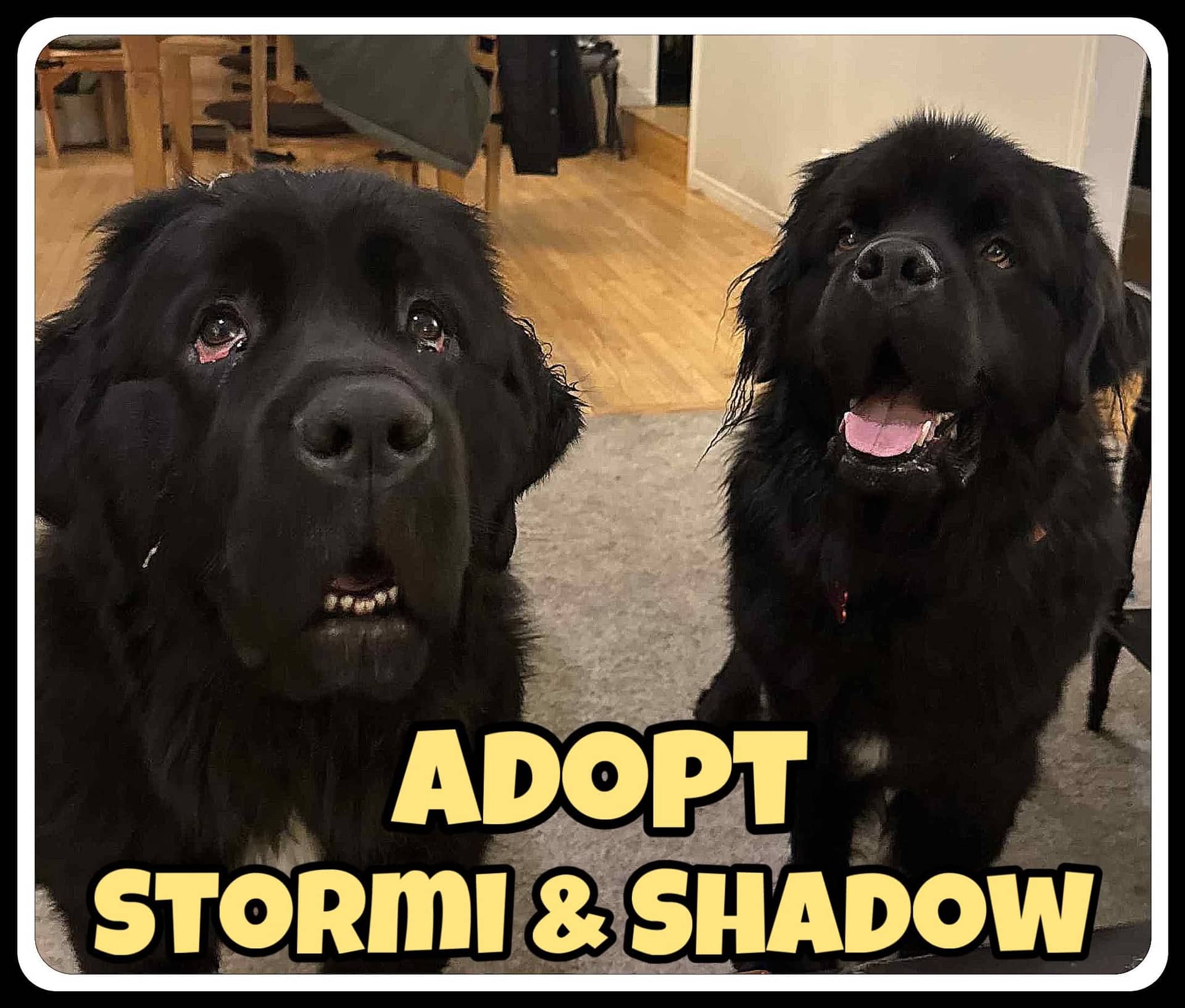 Stormi & Shadow - Newfoundland available for adoption at Pet Save in Sudbury