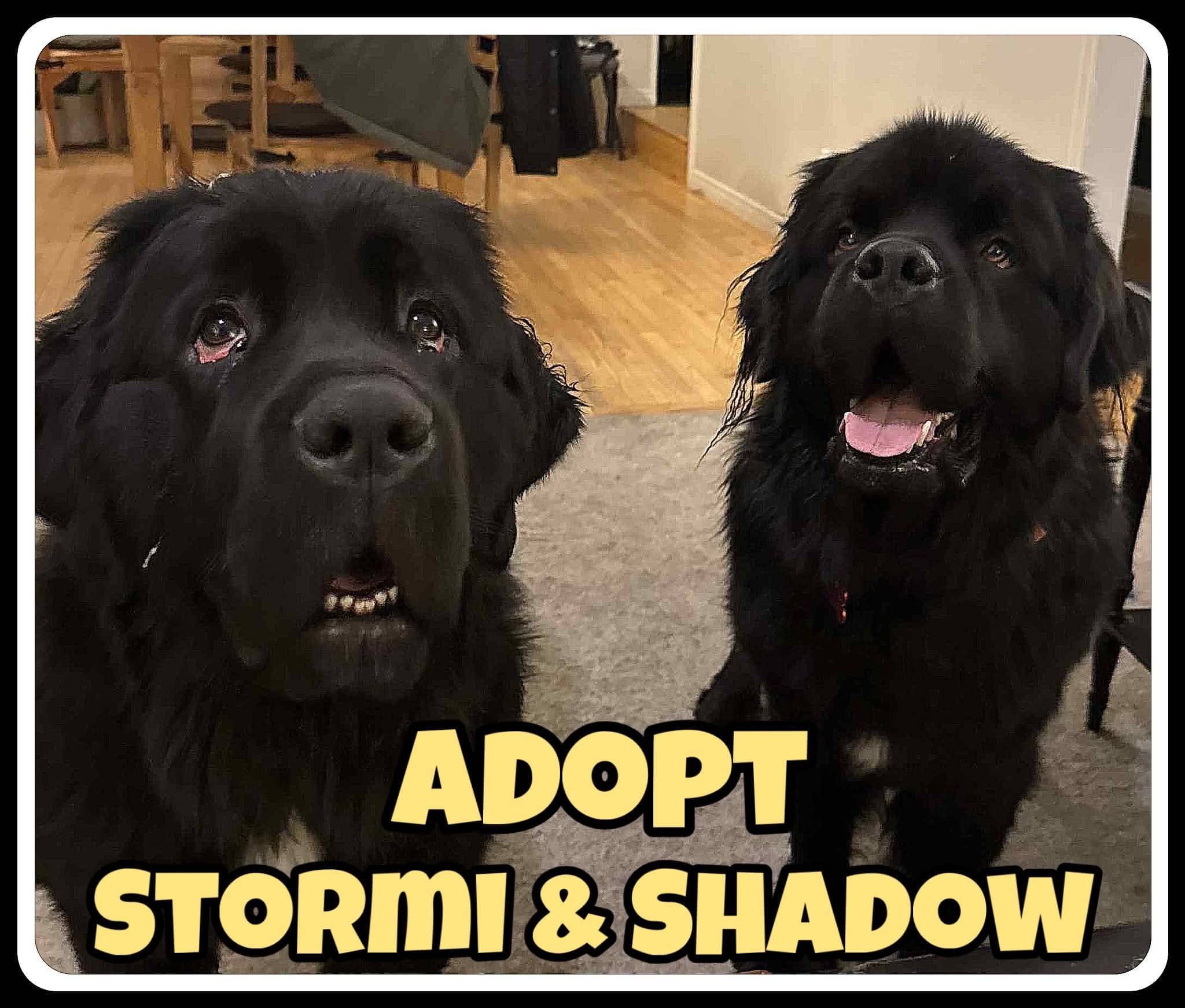 Stormi & Shadow - Newfoundland available for adoption