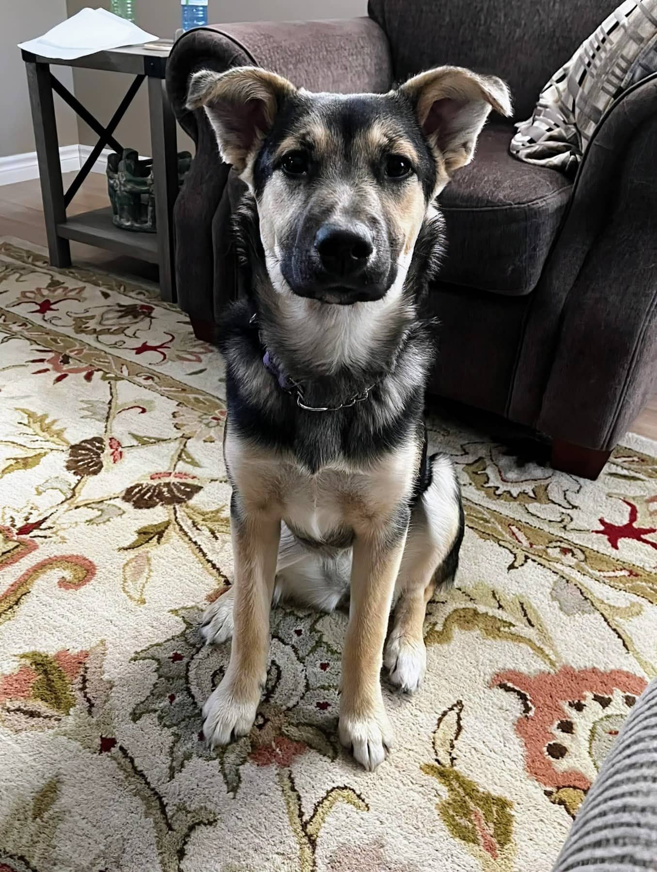 Reese's - Mixed breed available for adoption at Pet Save in Sudbury