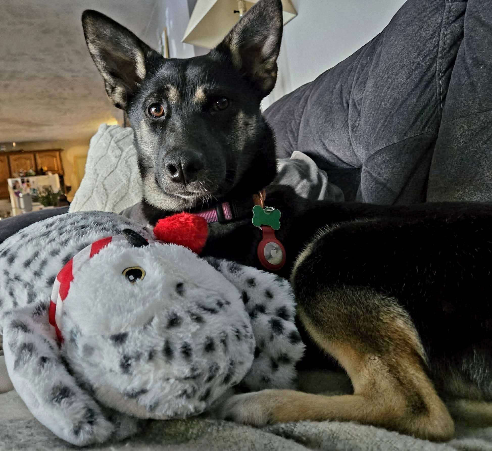 Winnie - Mixed breed medium available for adoption at Pet Save in Sudbury