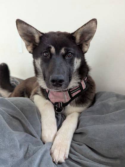 Winnie - Shepherd mix available for adoption in Ontario