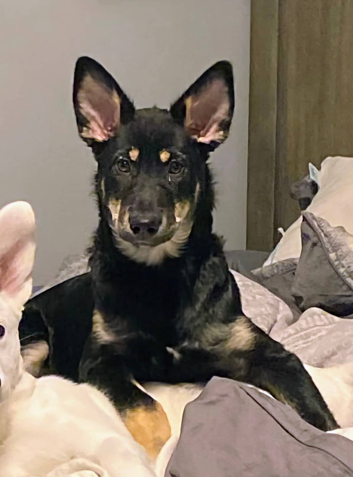 Amira - Mixed Breed available for adoption