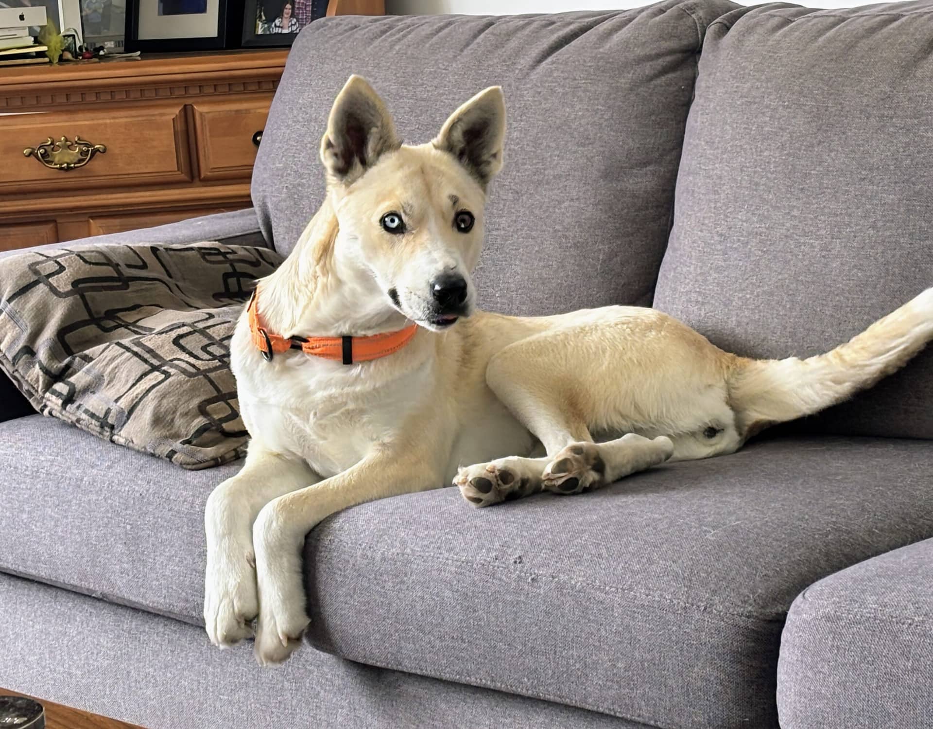 Belle - Husky mix available for adoption