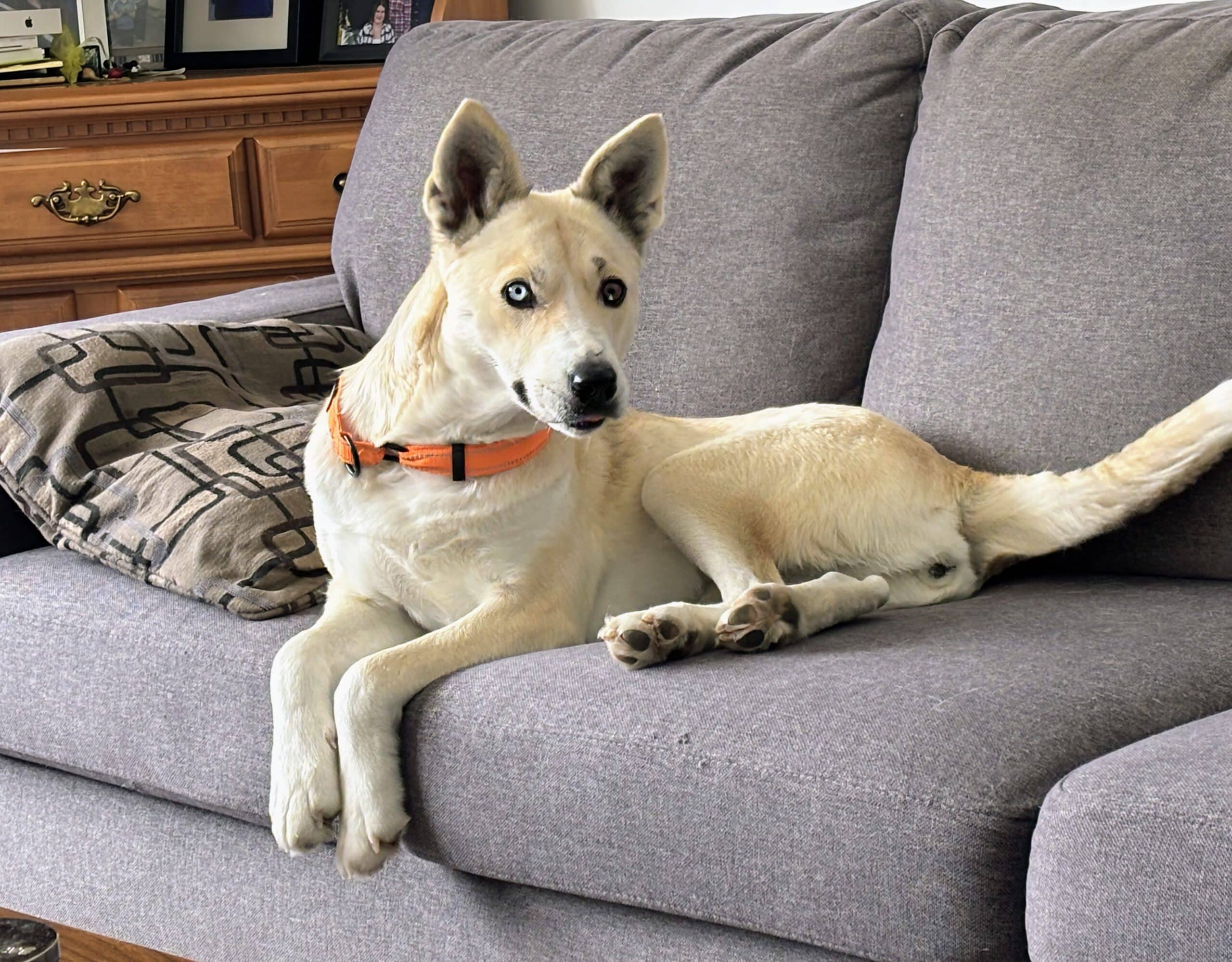 Belle - Husky mix available for adoption