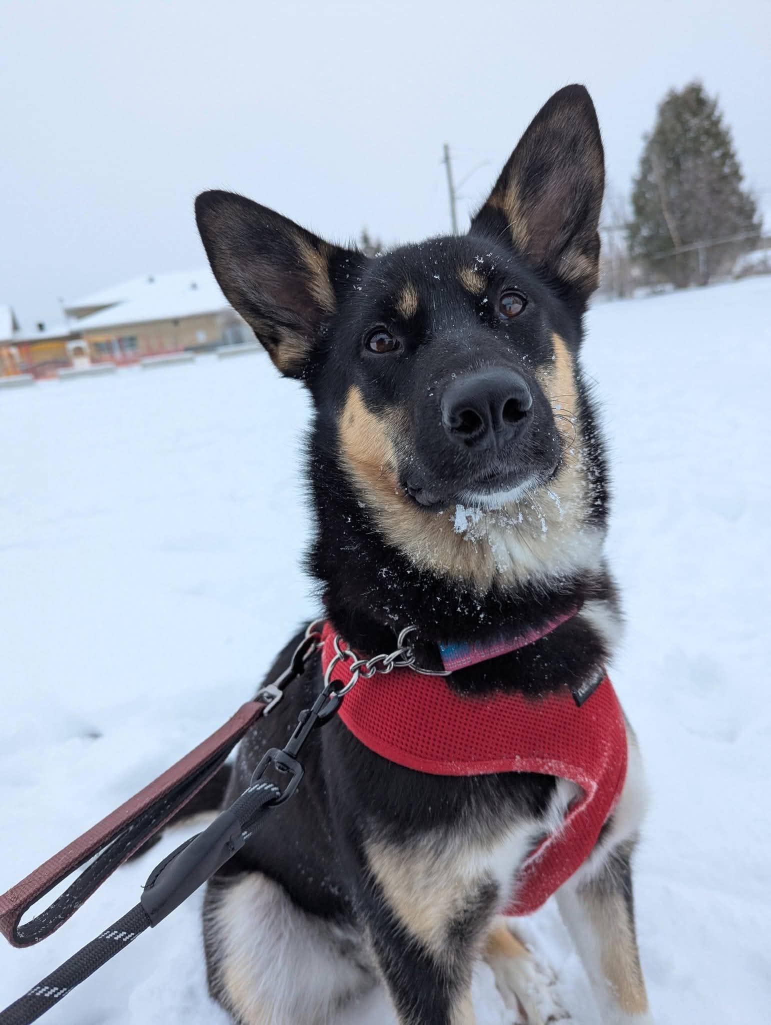 Paisley - Mixed Breed available for adoption at Pet Save in Sudbury