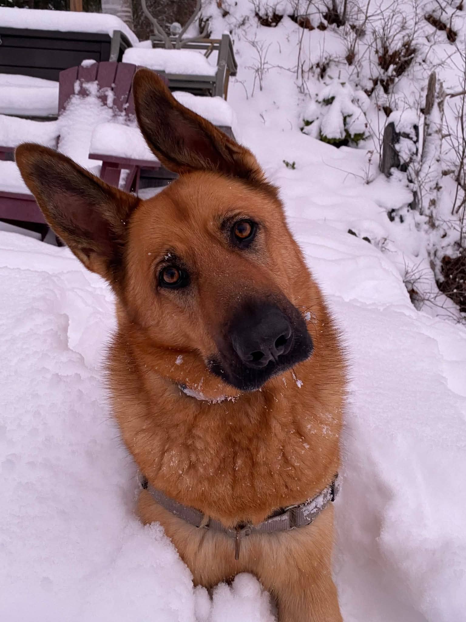 Red - Shepherd mix available for adoption