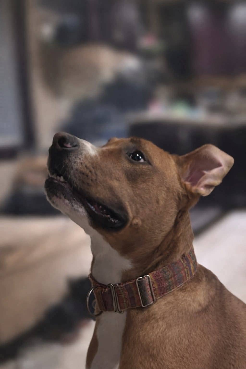 Rocky - Mixed Breed available for adoption