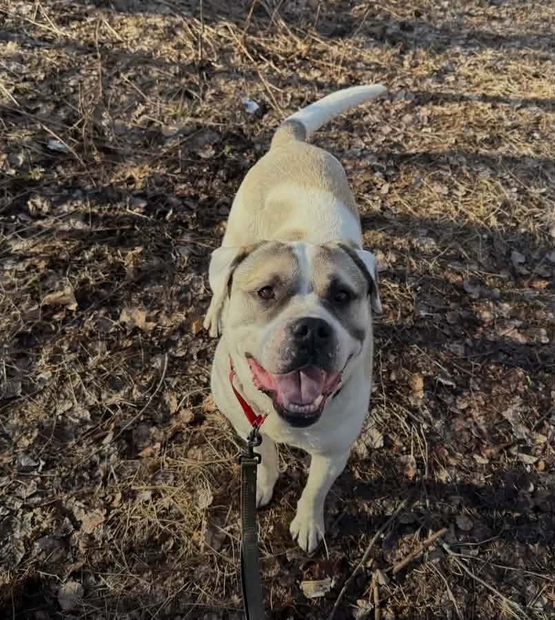 Zeus - Bully mix available for adoption