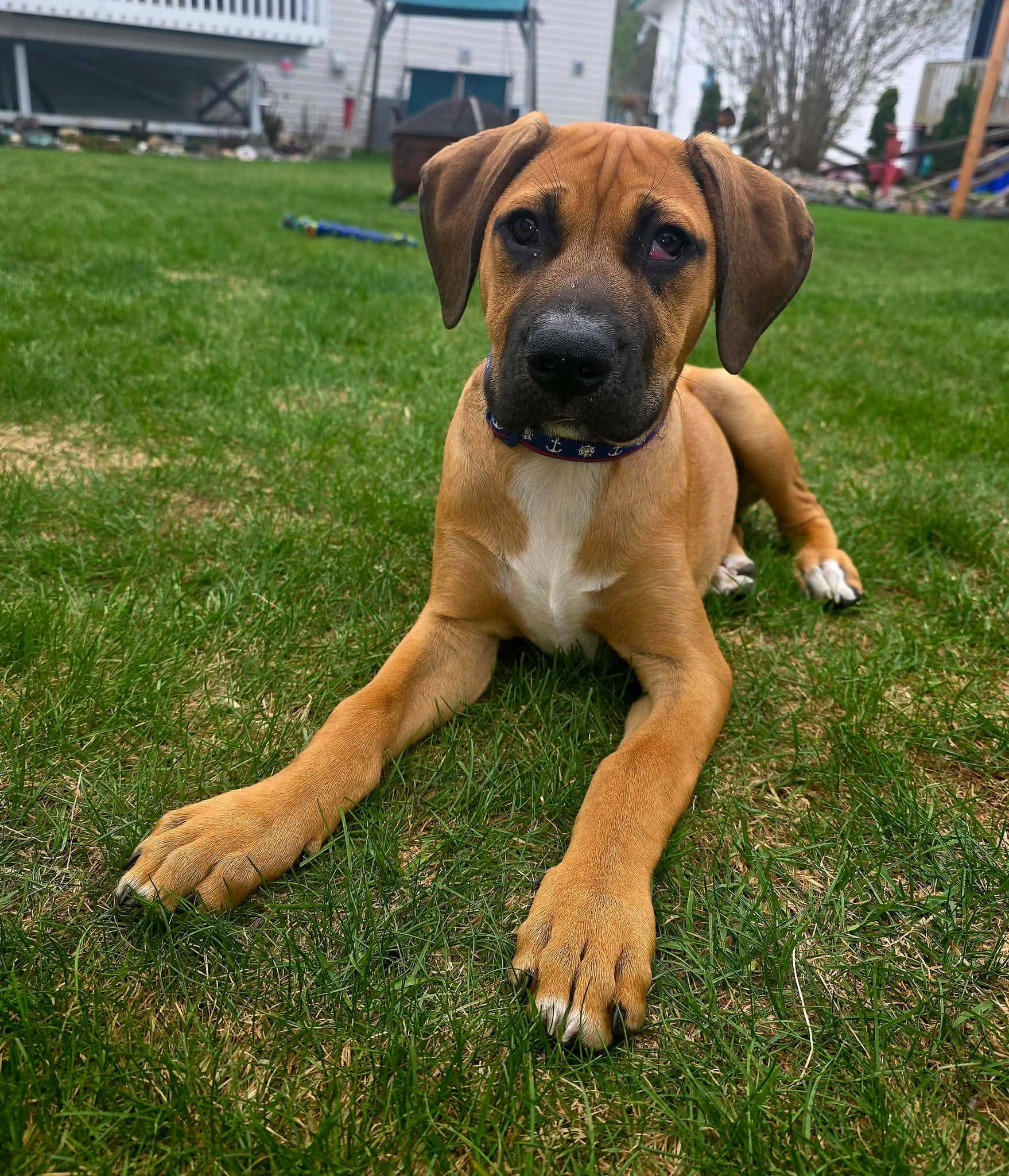 Casey - Bully mix available for adoption at Pet Save in Sudbury