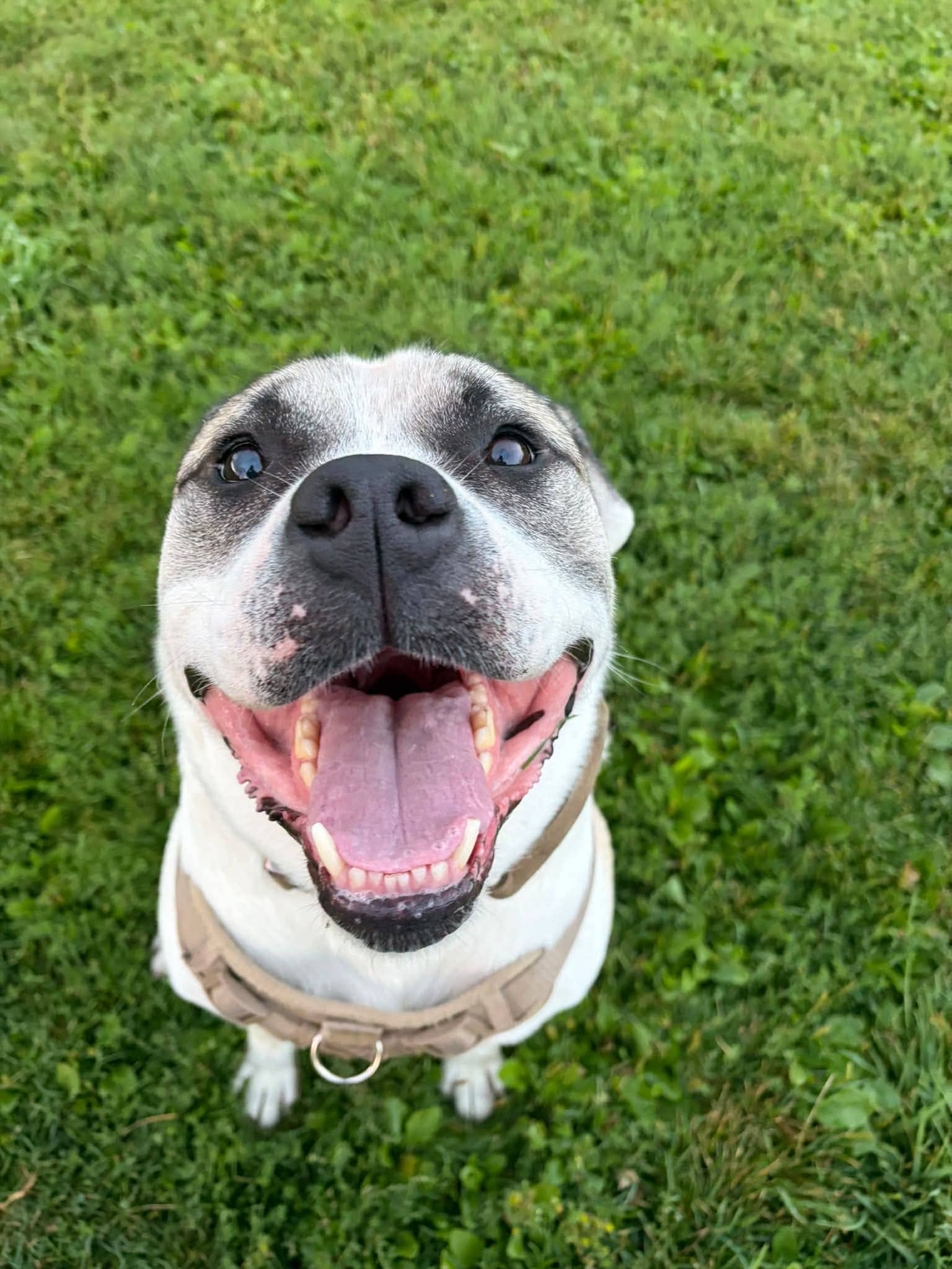 Zeus - Bully mix available for adoption