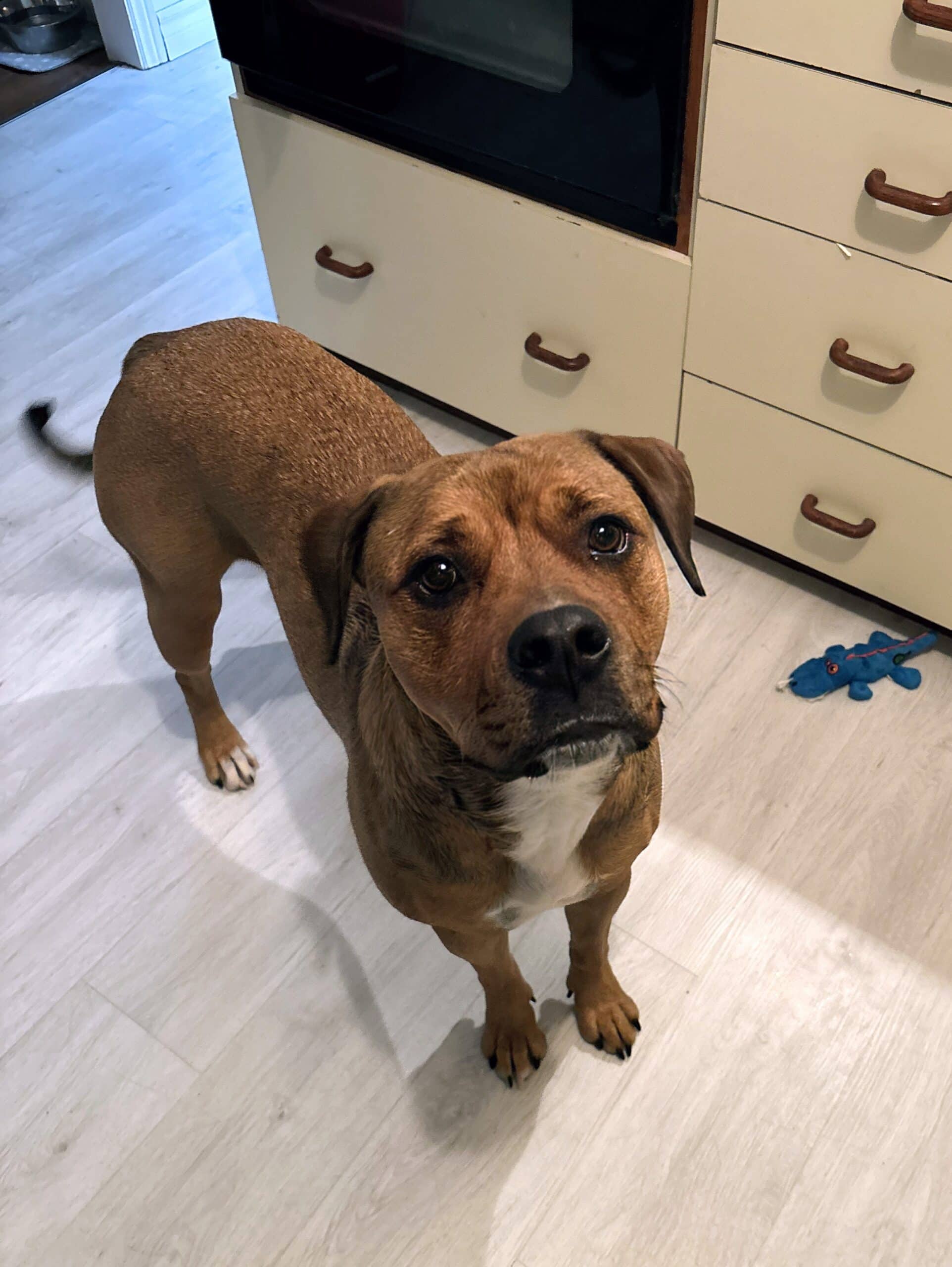 Bella - Bully mix available for adoption at Pet Save in Sudbury
