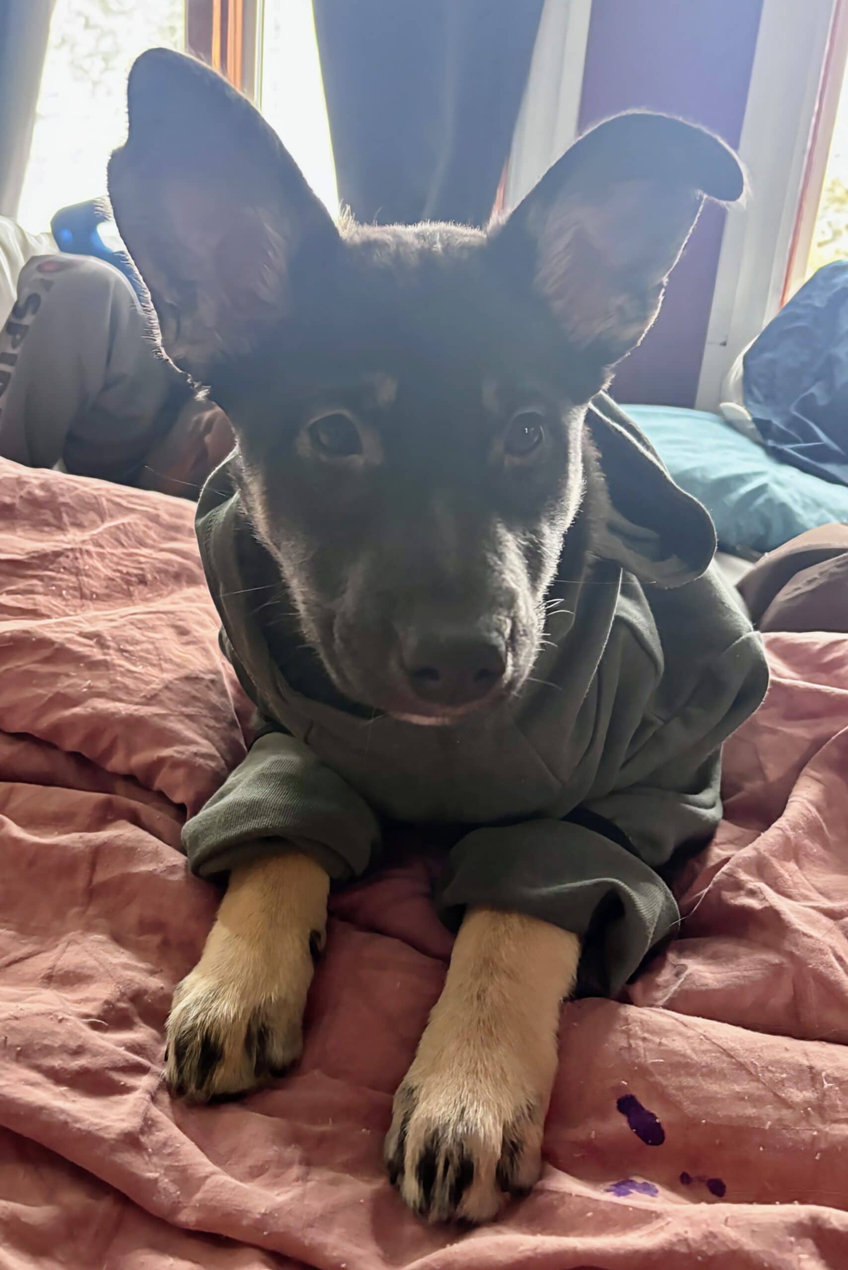 Kami - Shepherd mix available for adoption